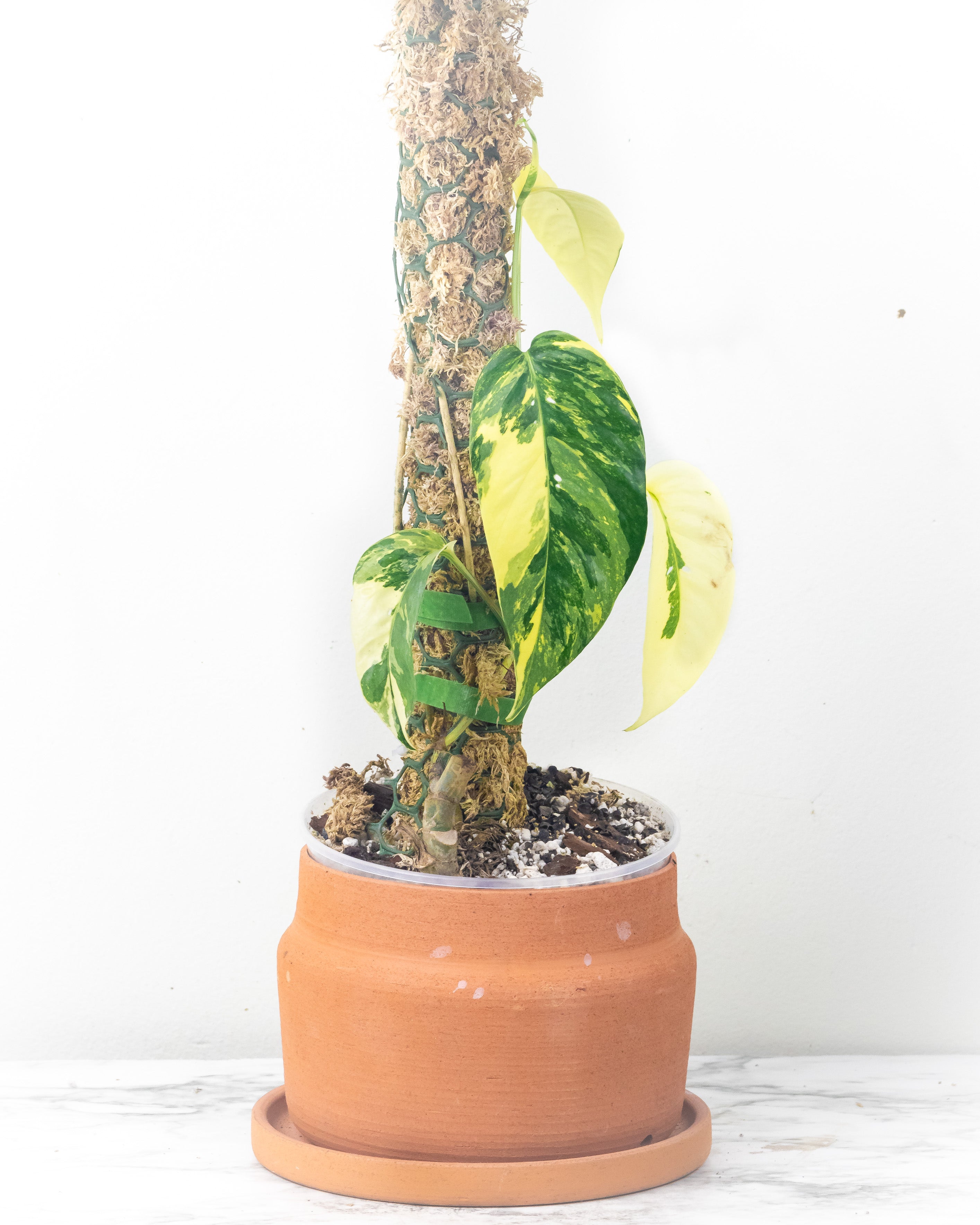 Private sale: epipremnum pinnatum yellow flame – Leafy Soulmates