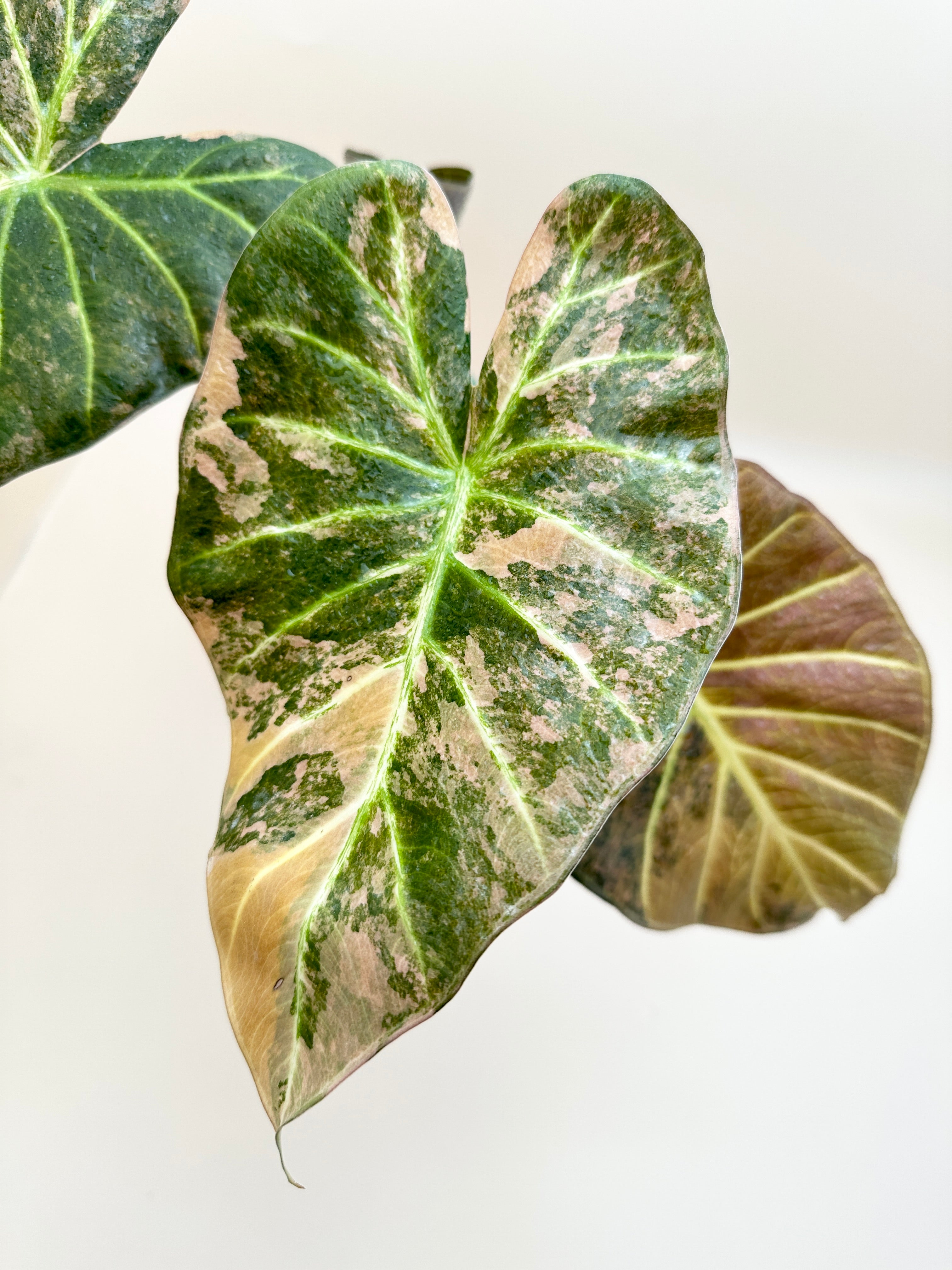 Alocasia Regale Shield Aurea Variegated Mother plant Rooted