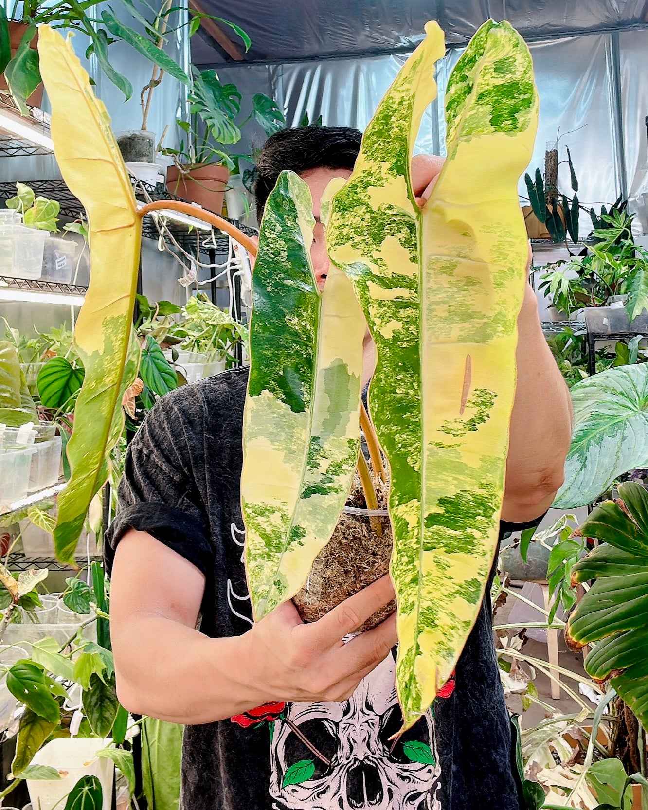 Philodendron Billietiae Variegated 3 big leaves 1 sprout Highly Variegated Top Cutting (rooting)