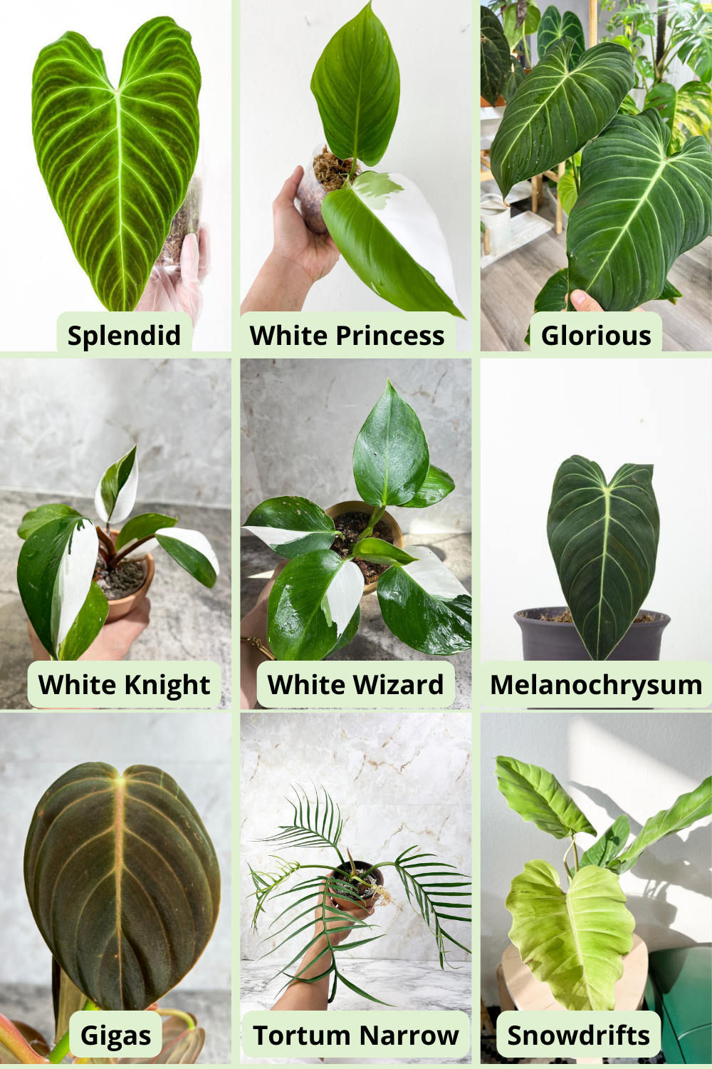 Mystery Nodes or Cutting (For Leafy Soulmates customer only)