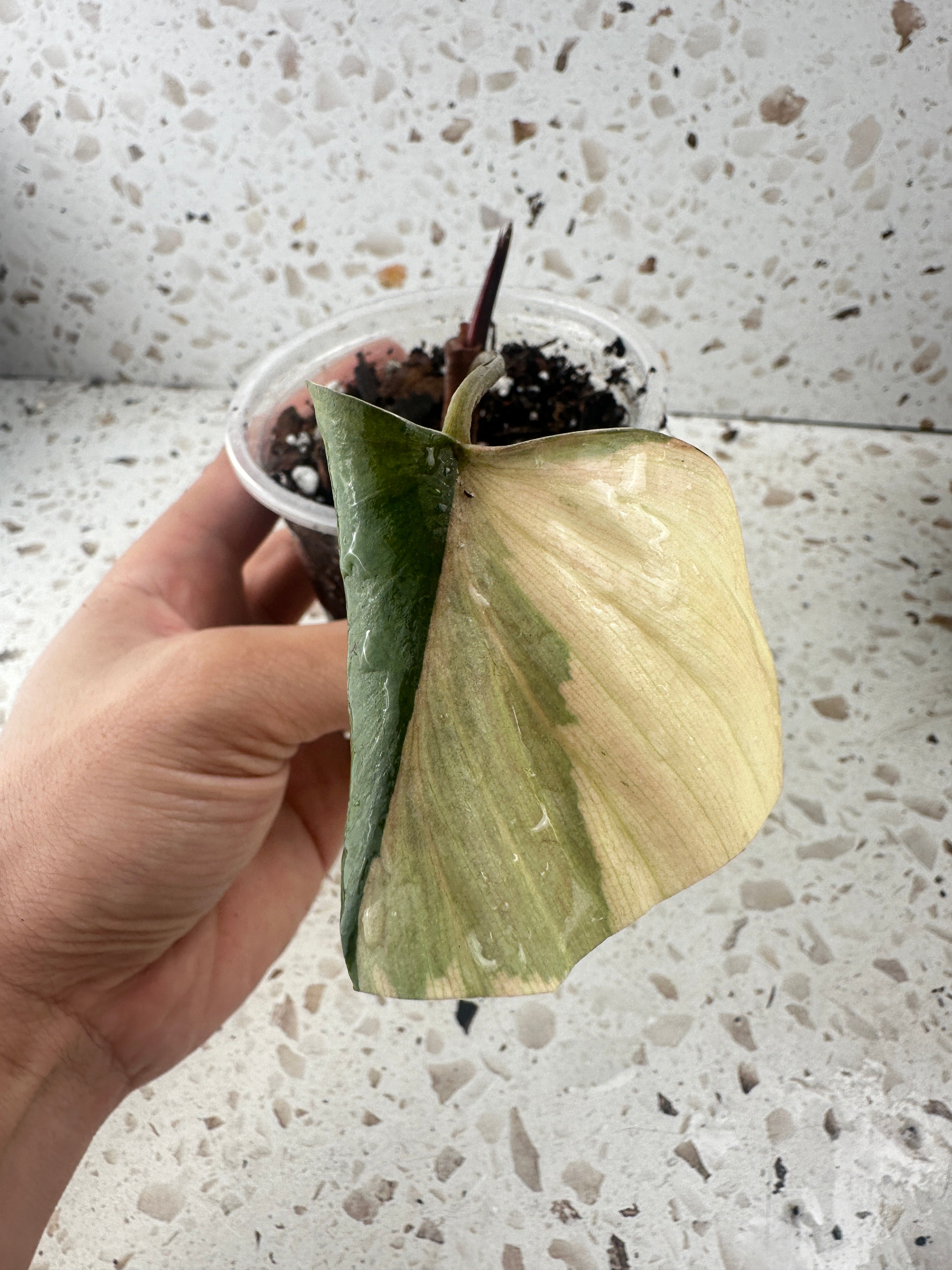 Homalomena pink diamond