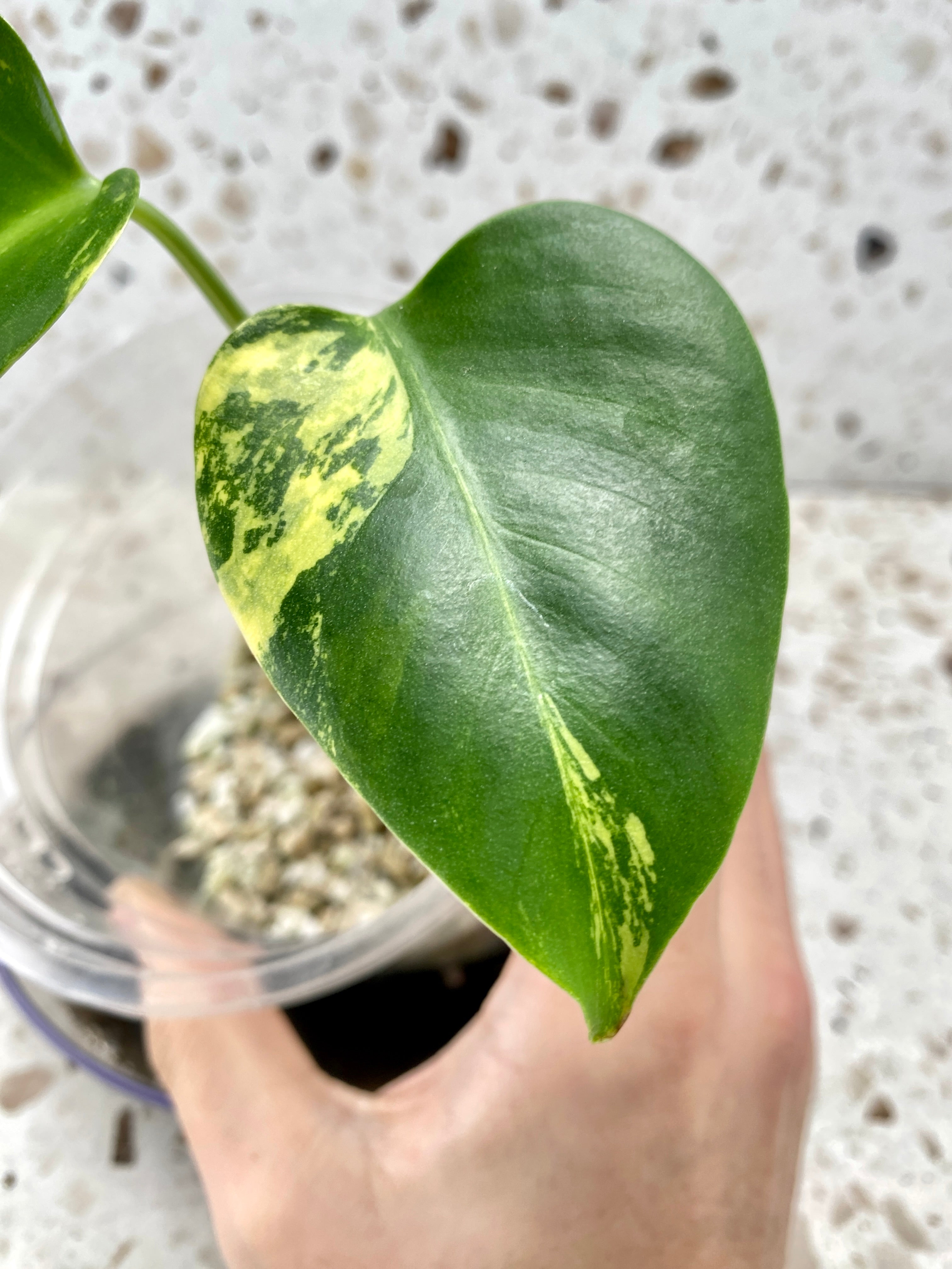 Monstera Aurea Tricolor LARGE FORM 2 leaf plant