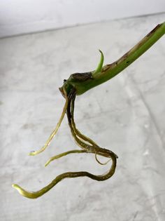 Super Deal: Syngonium Green Splash 1 leaf for Jamella