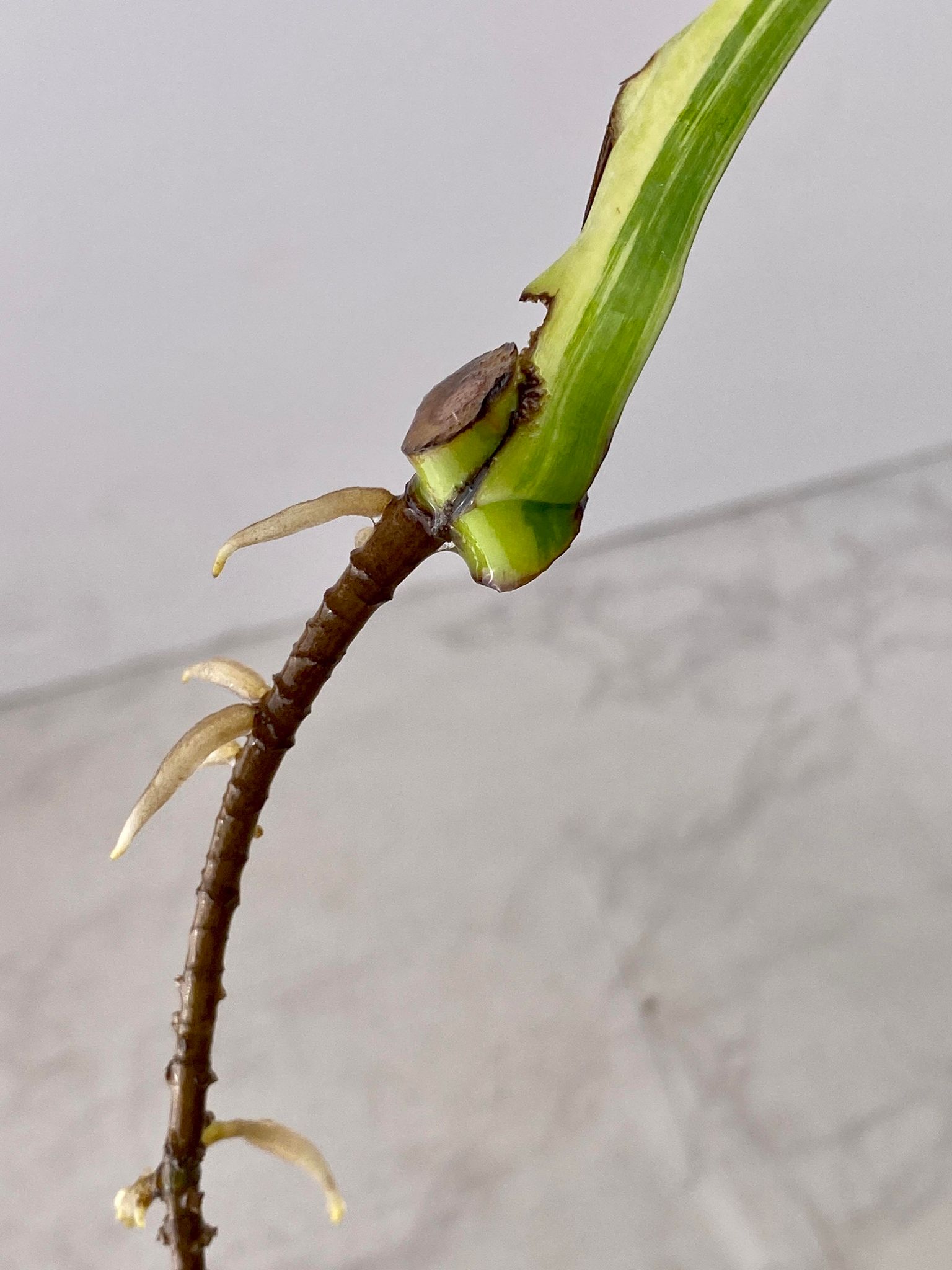Monstera Aurea Tricolor for Kellie