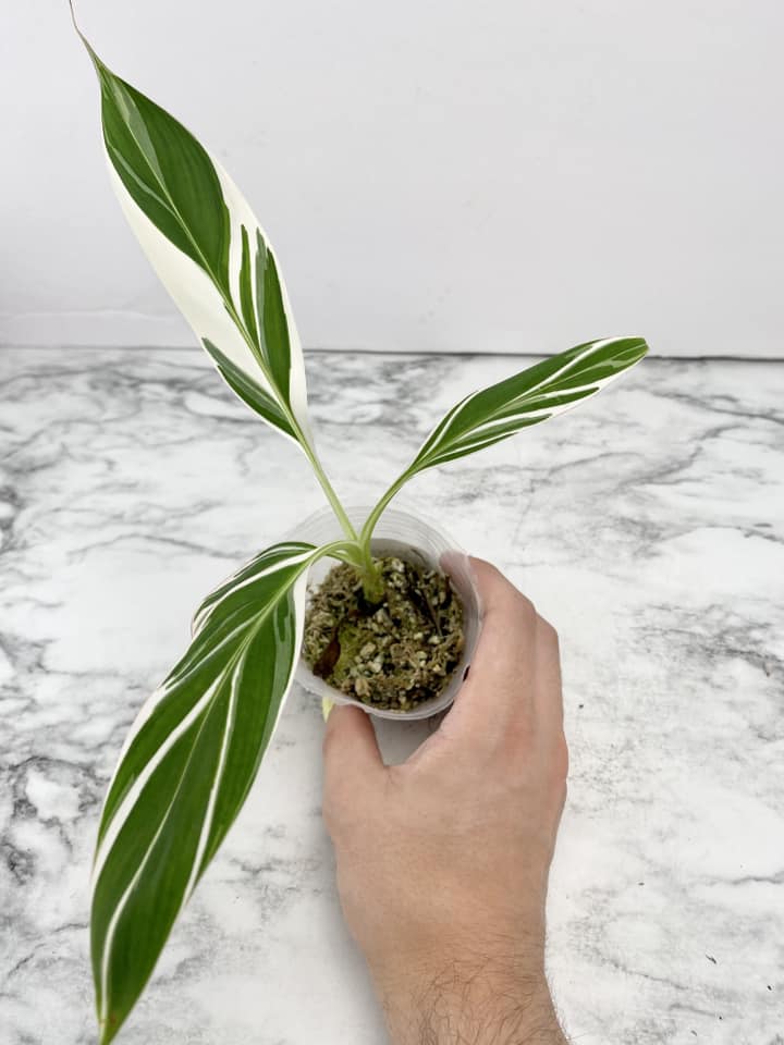 Musa Florida (Variegated Banana) baby plant
