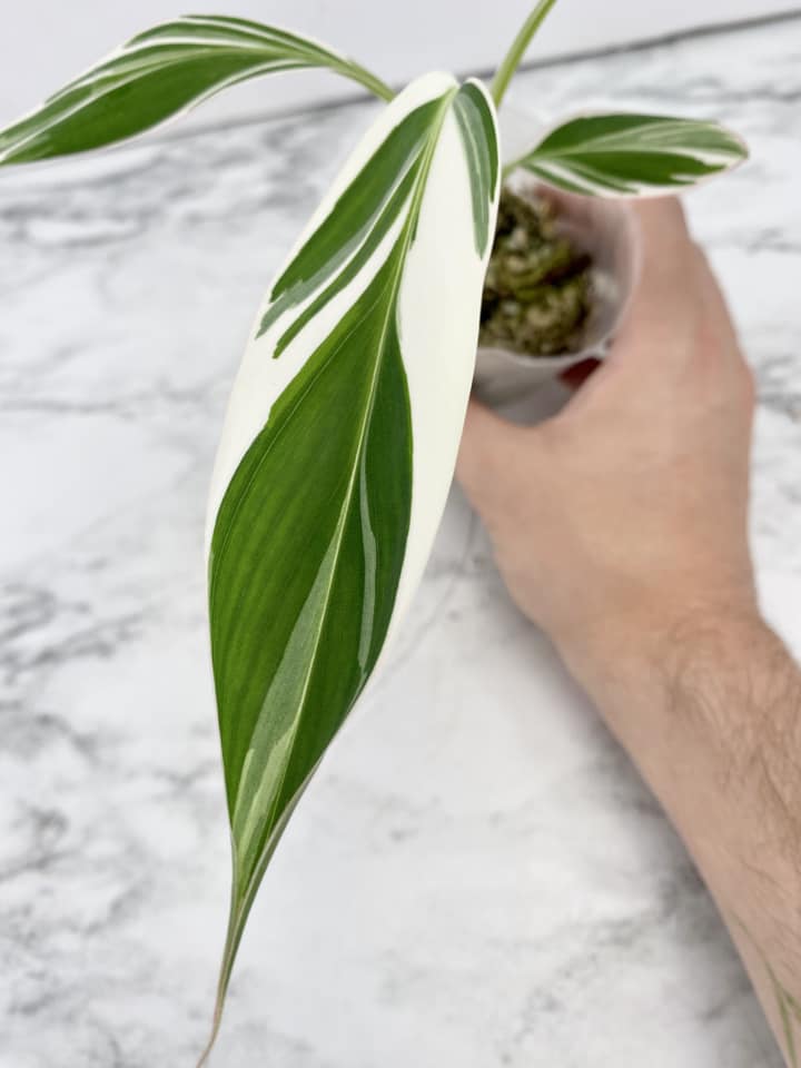 Musa Florida (Variegated Banana) baby plant