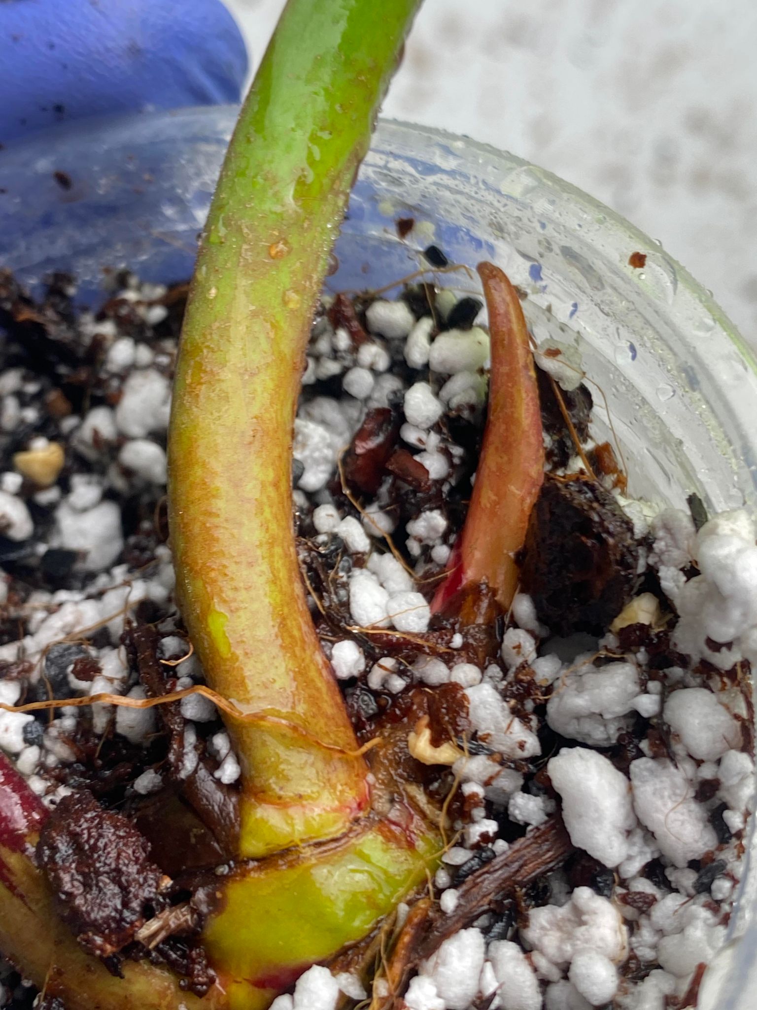 FOR ANGELA: Philodendron Red Moon 2 leaves 1 sprout