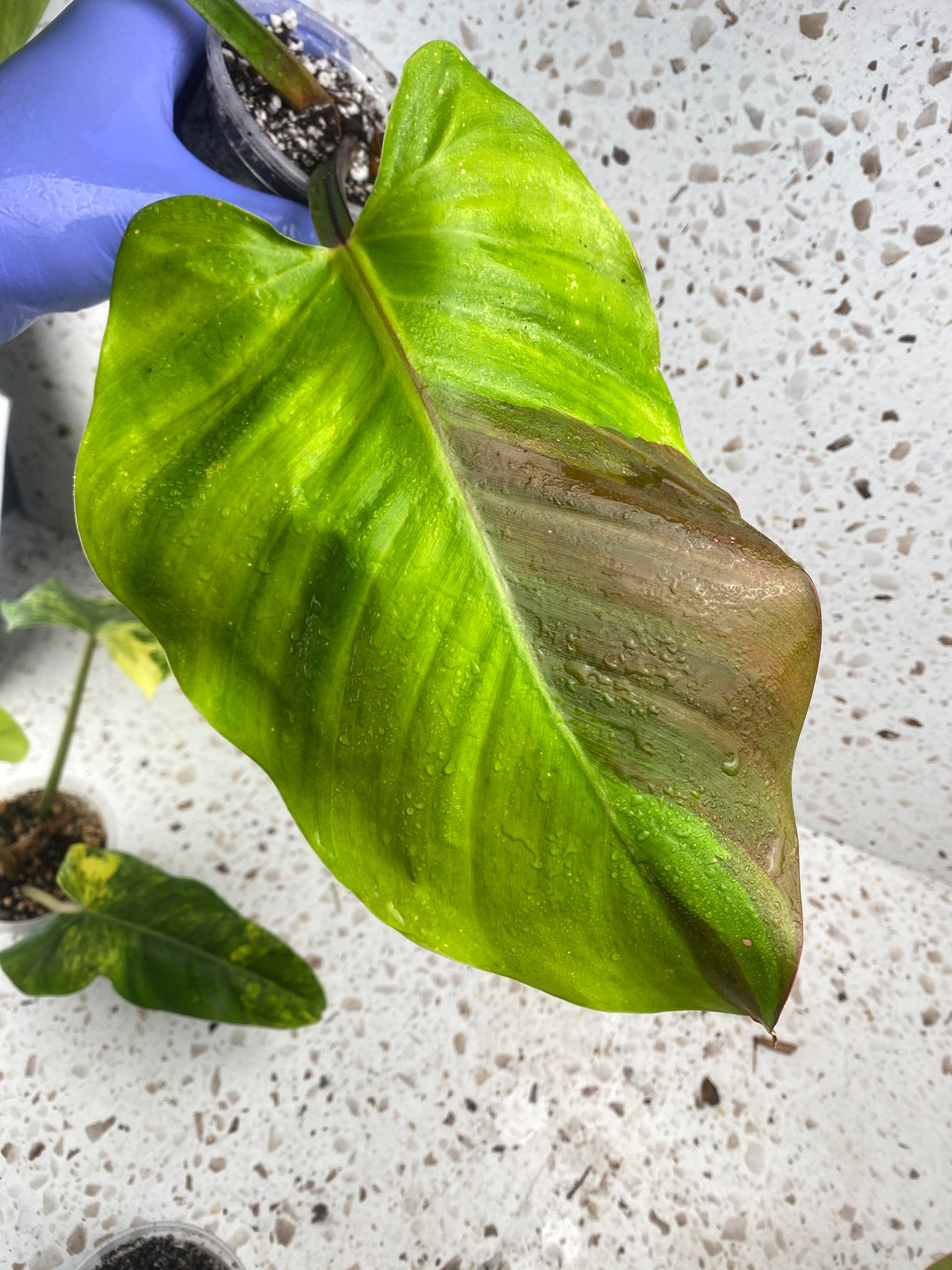 FOR ANGELA: Philodendron Red Moon 2 leaves 1 sprout