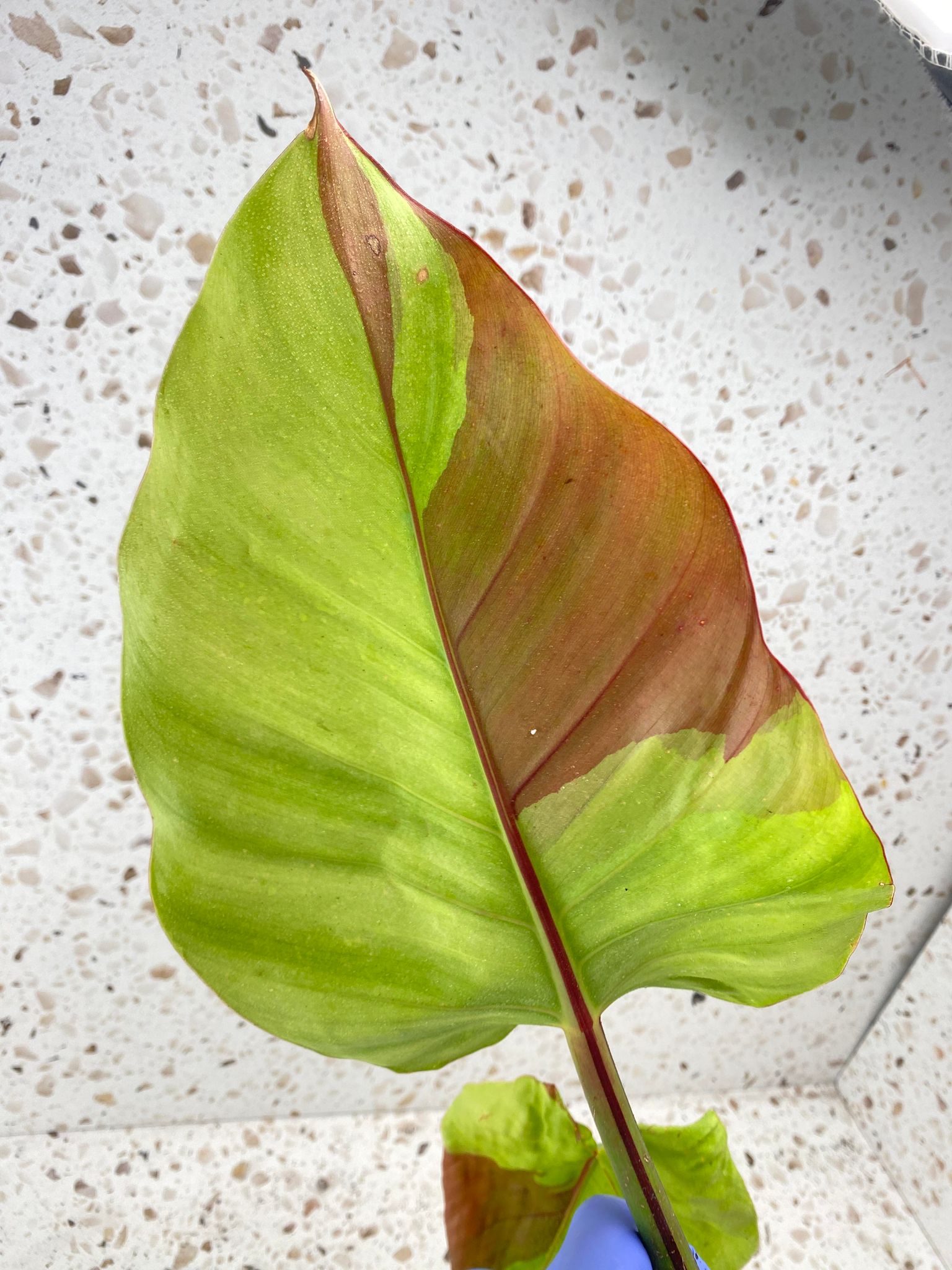 FOR ANGELA: Philodendron Red Moon 2 leaves 1 sprout