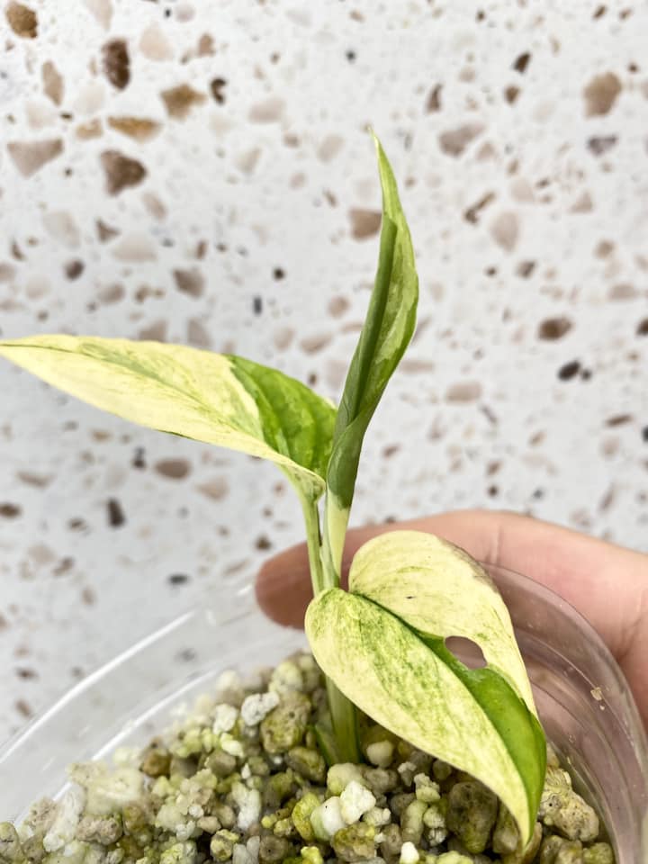 Monstera Acuminata Variegated 2 leaves 1 unfurling for Amber
