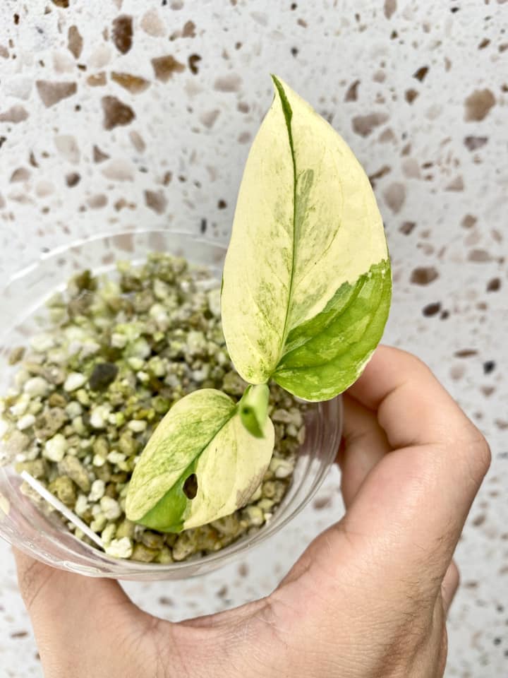 Monstera Acuminata Variegated 2 leaves 1 unfurling for Amber