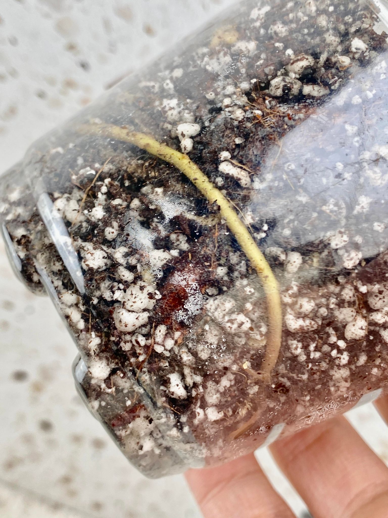 Monstera Aurea Tricolor node for Francisco
