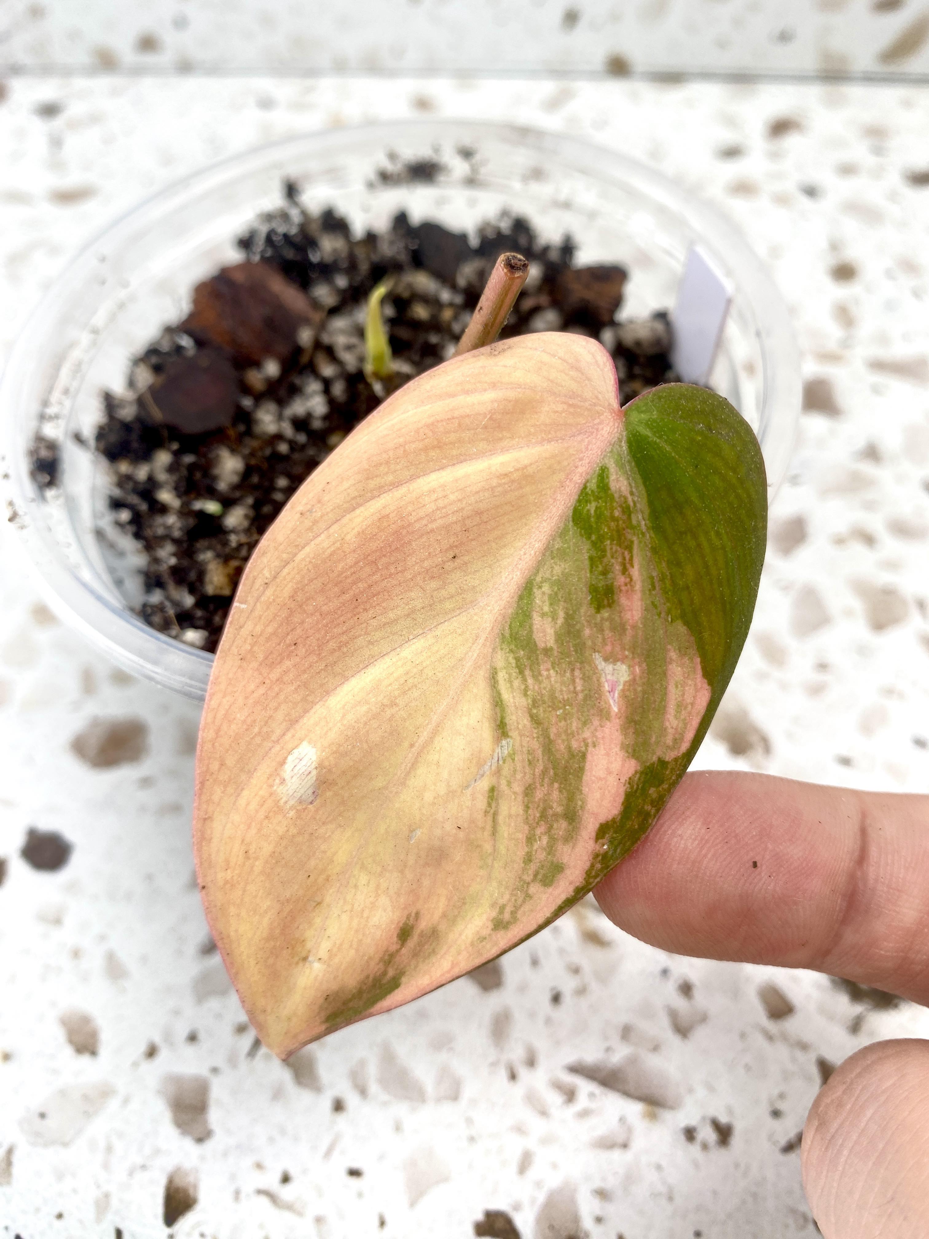 For Crista: Philodendron Micans Aurea variegated with pink hues 1 leaf 1 sprout