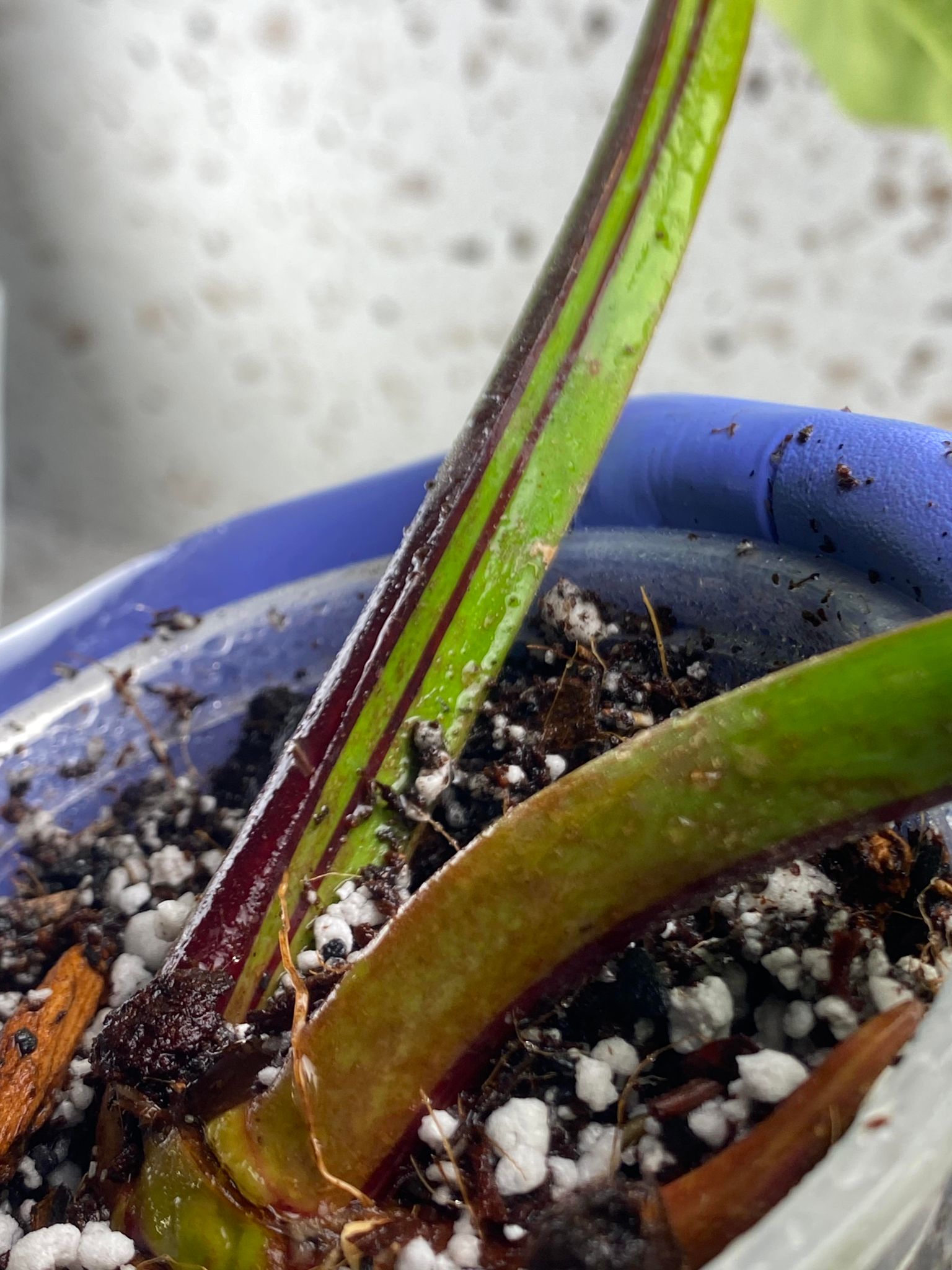 FOR ANGELA: Philodendron Red Moon 2 leaves 1 sprout