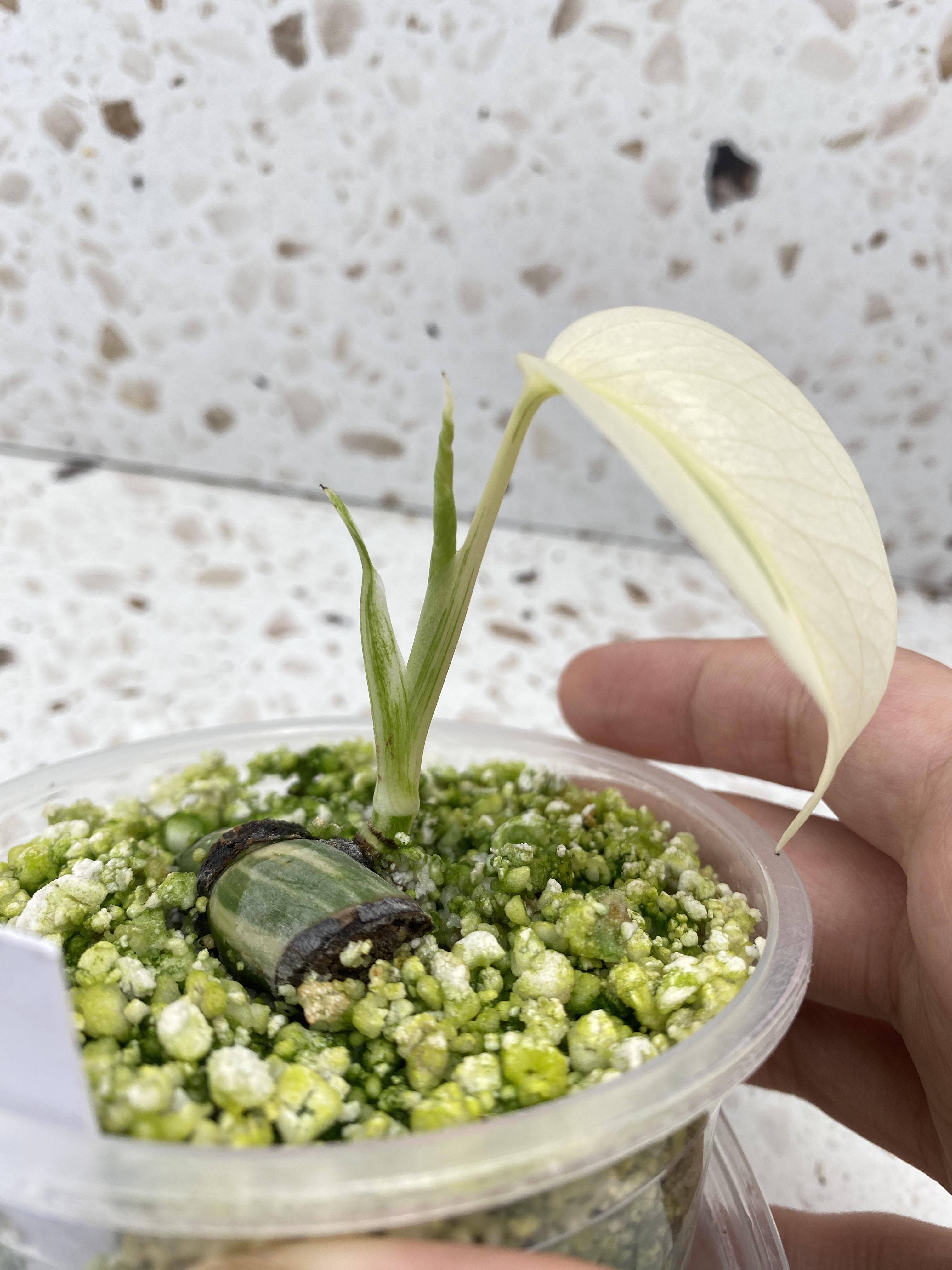 Monstera Albo White Tiger for Savannah (hold to ship until second leaf unfurls)