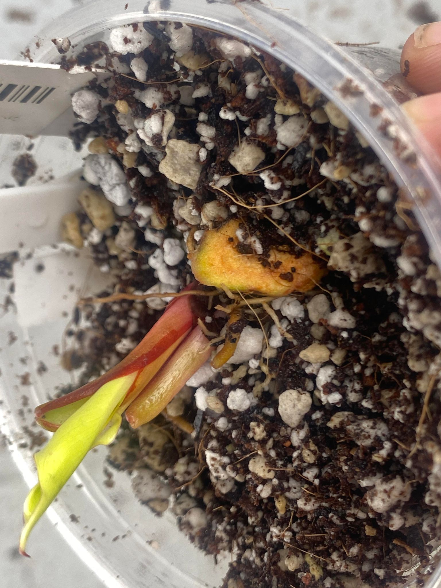 RESERVED for Rachel: Philodendron Red Moon sprout