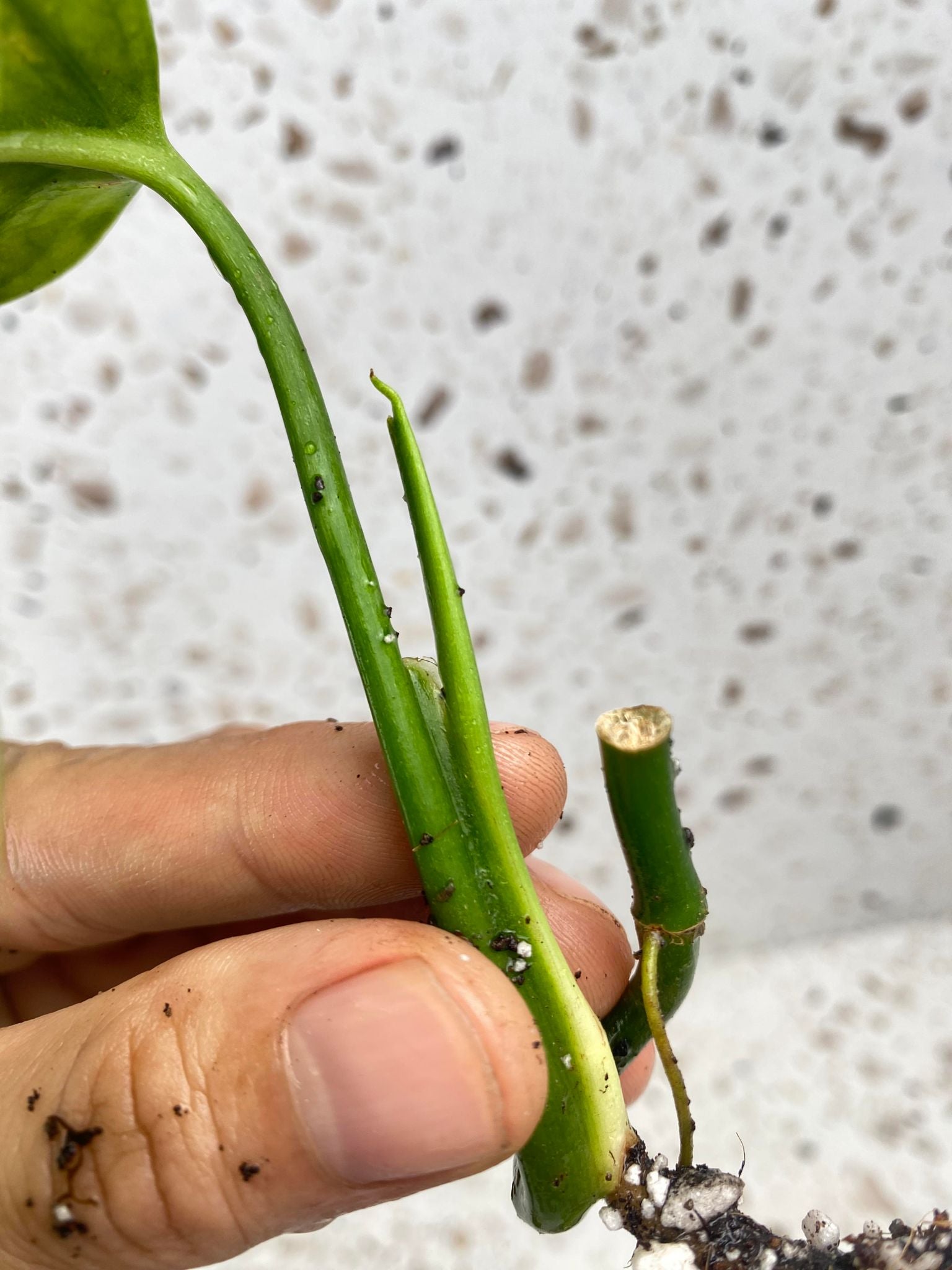 Monstera Esqualeto for Brooke