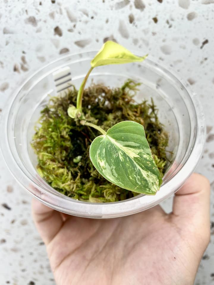 Philodendron Micans Aurea Variegated 1 leaf 2 sprouts