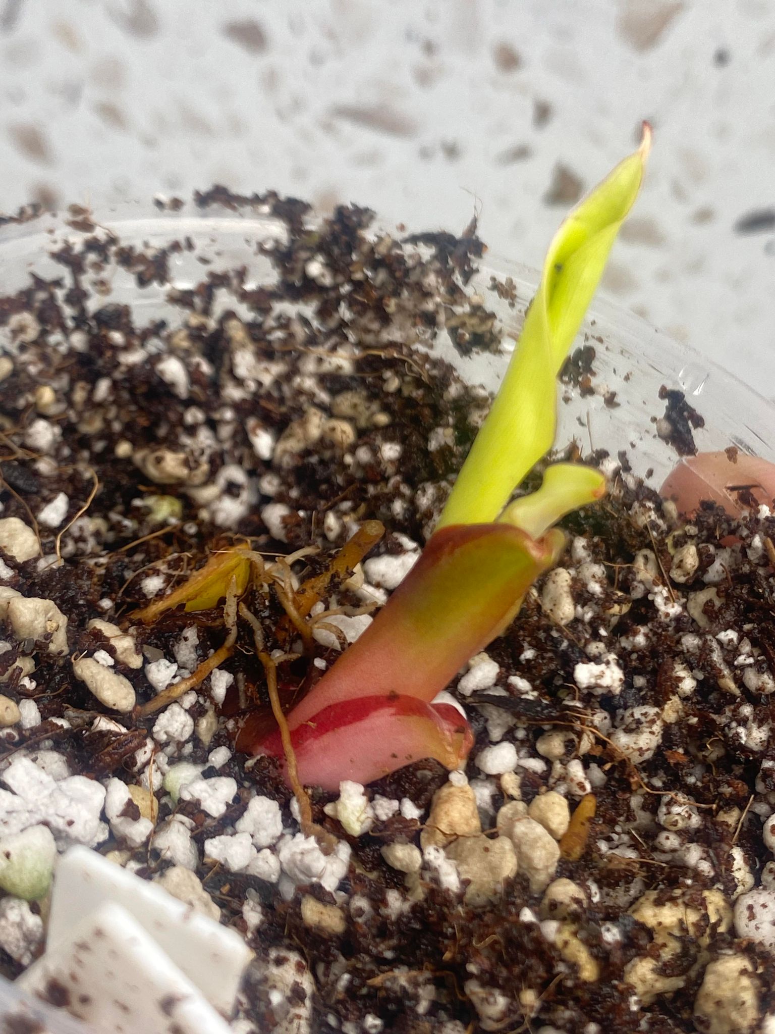 RESERVED for Rachel: Philodendron Red Moon sprout