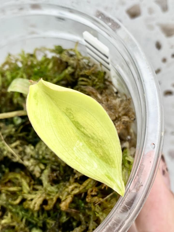 Philodendron Micans Aurea Variegated 1 leaf 2 sprouts