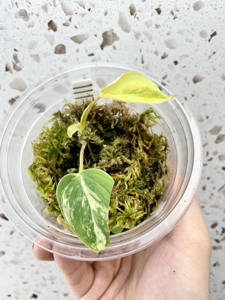 Philodendron Micans Aurea Variegated 1 leaf 2 sprouts