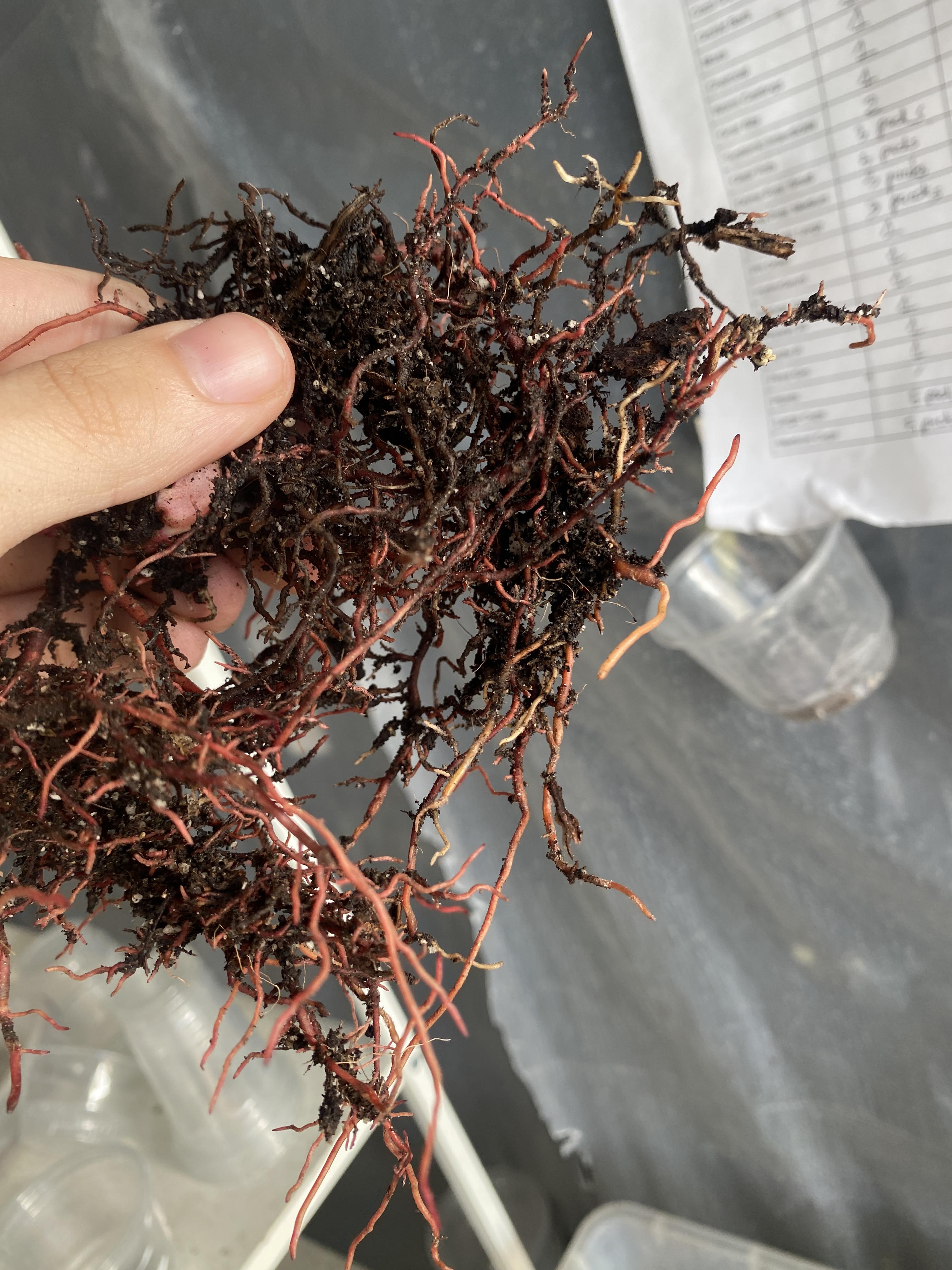 For Kris: Philodendron Prince of Orange Variegated node with sprout