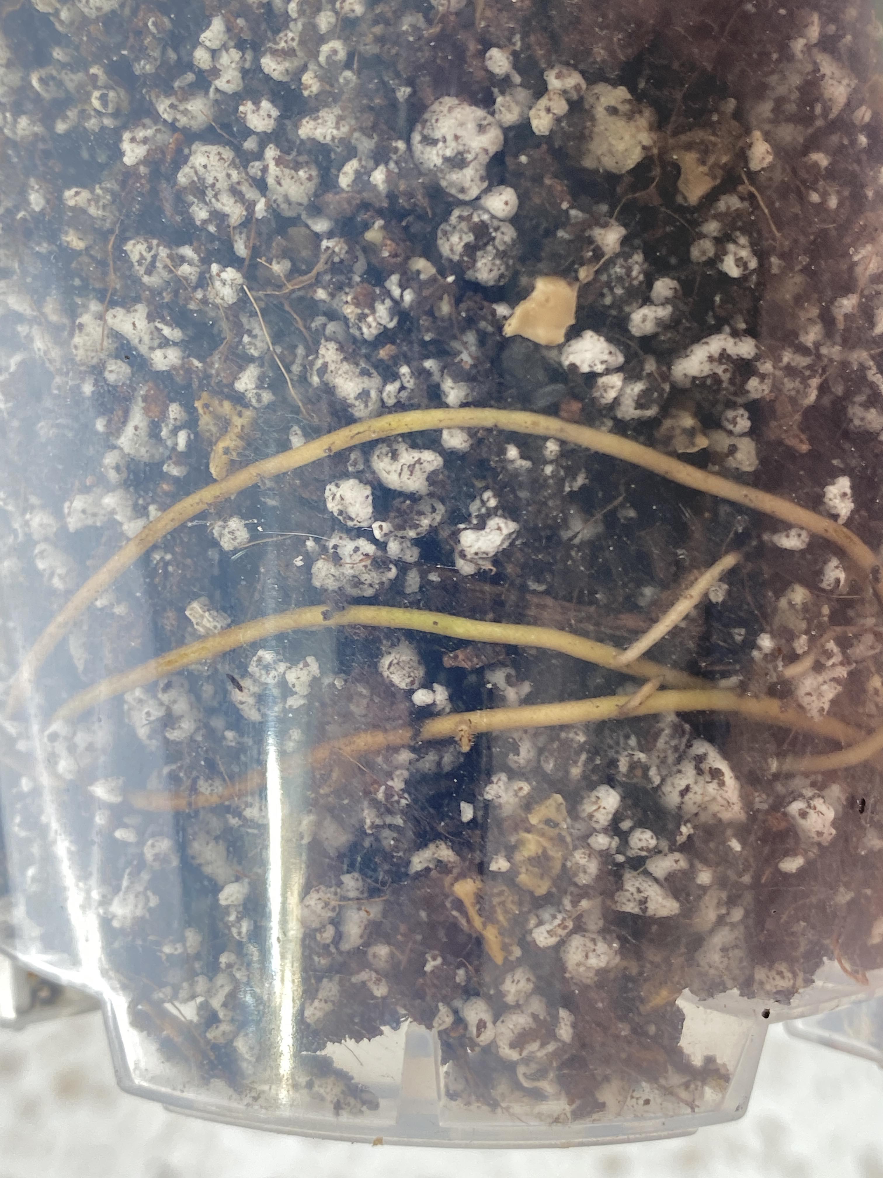Monstera Lechleriana Variegated node