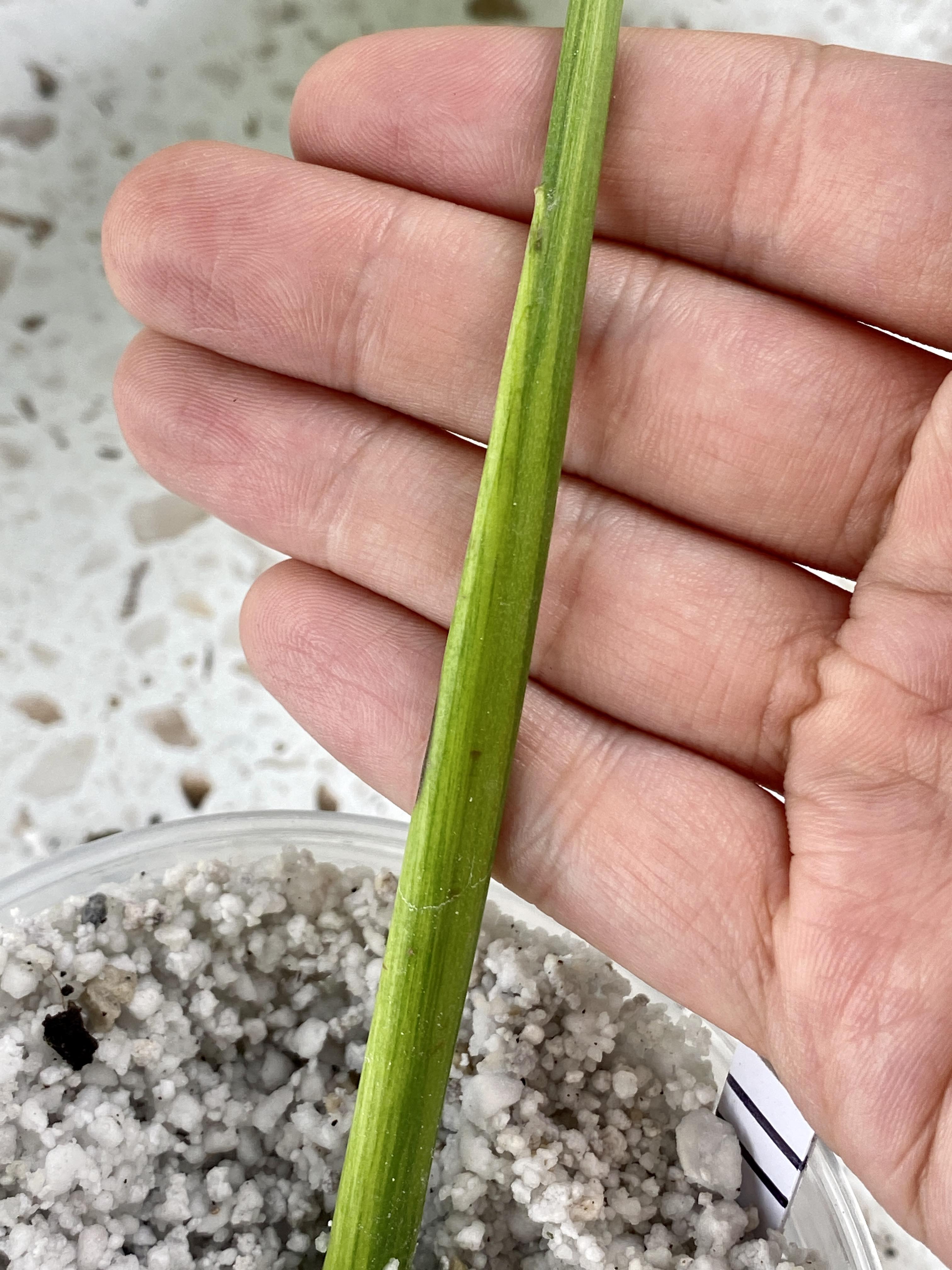 Bundle for Brooke W. Monstera Albo White Tiger and Monstera Aurea Tricolor