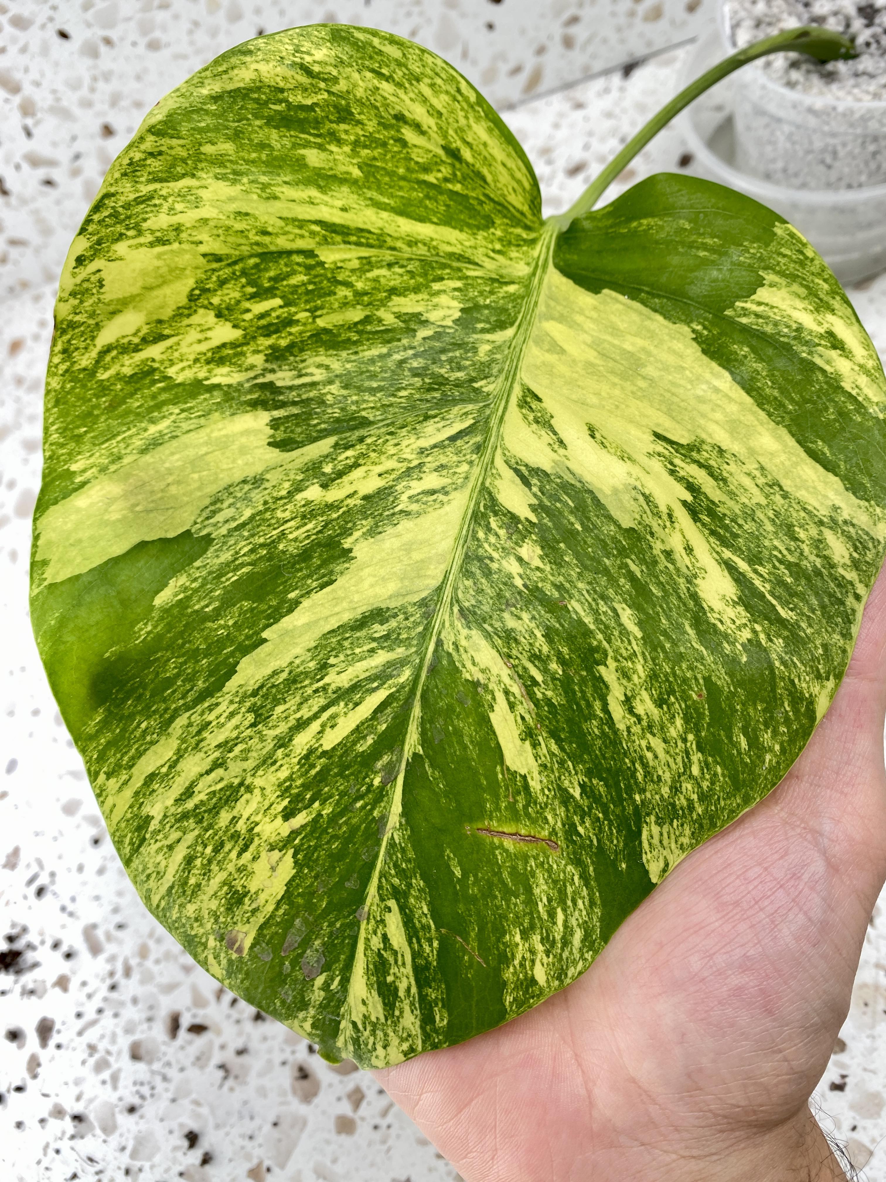 Bundle for Brooke W. Monstera Albo White Tiger and Monstera Aurea Tricolor