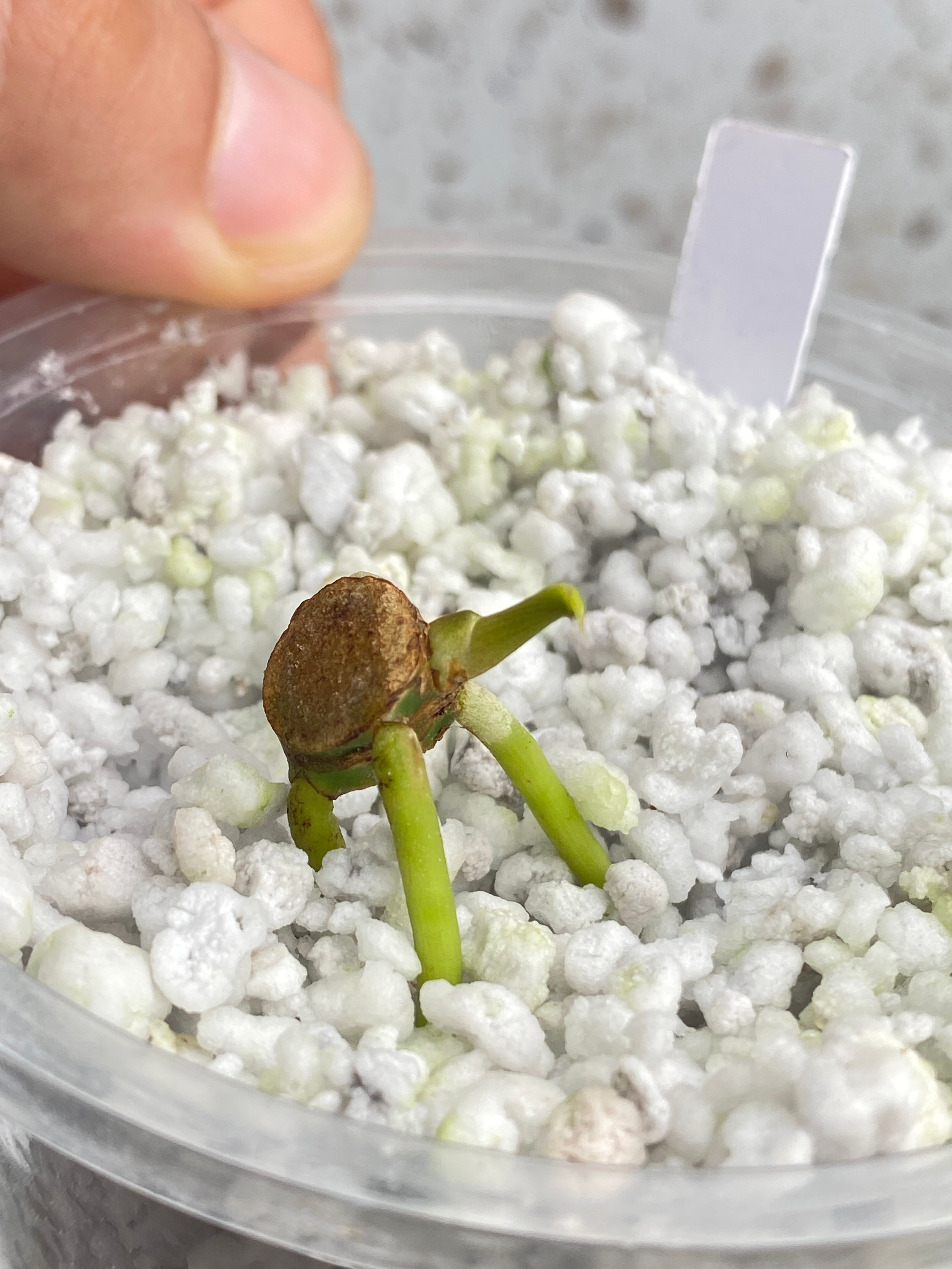 Homalomena Pink Diamond Node