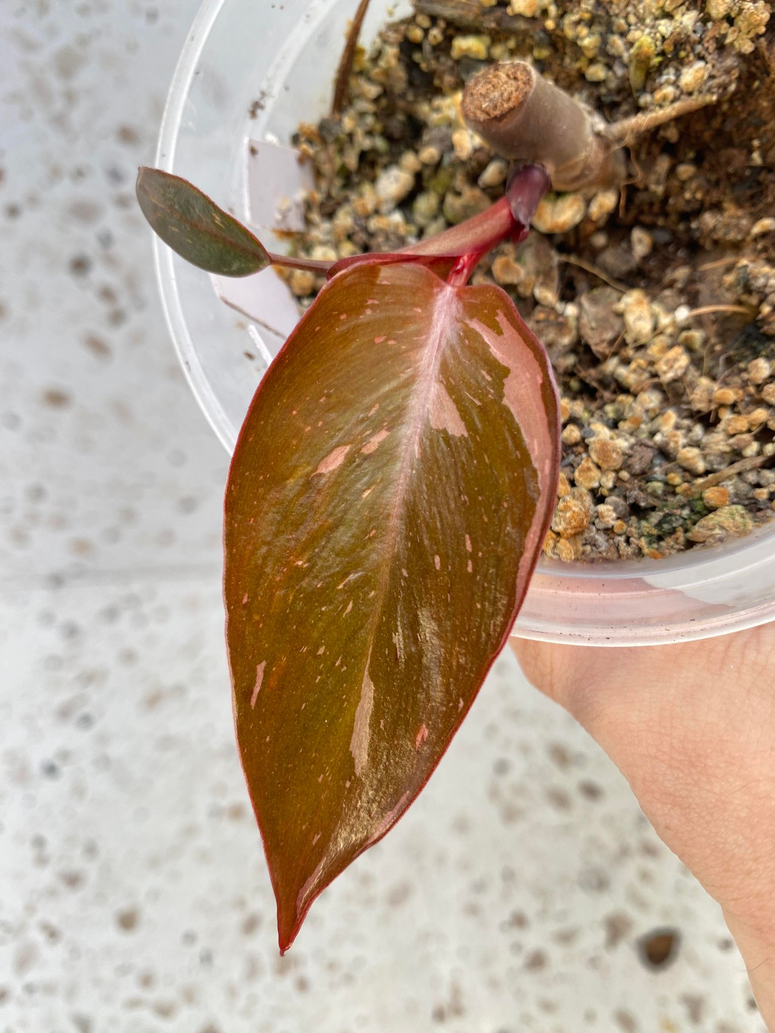 Philodendron Pink Princess for Jess
