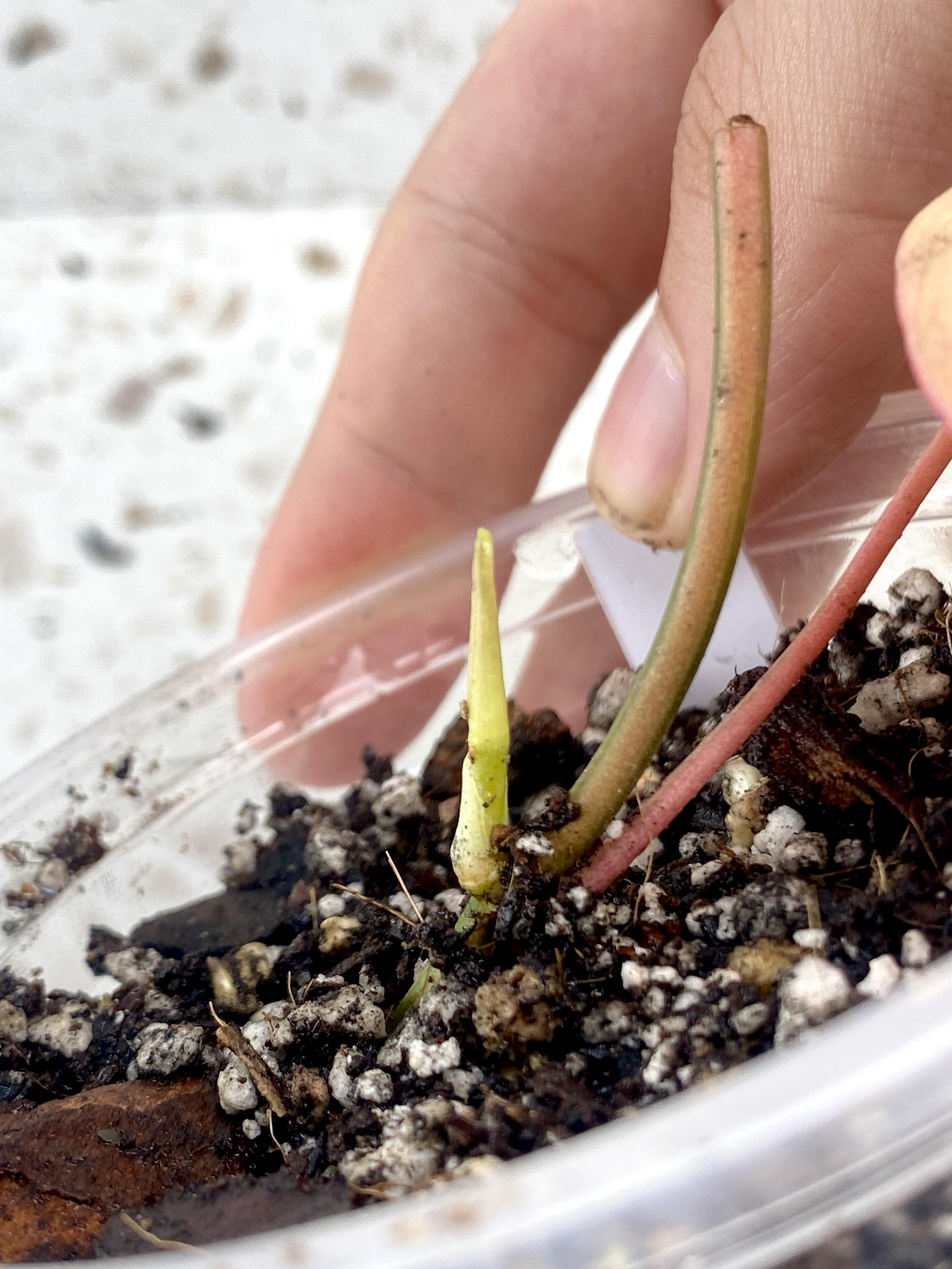 For Crista: Philodendron Micans Aurea variegated with pink hues 1 leaf 1 sprout