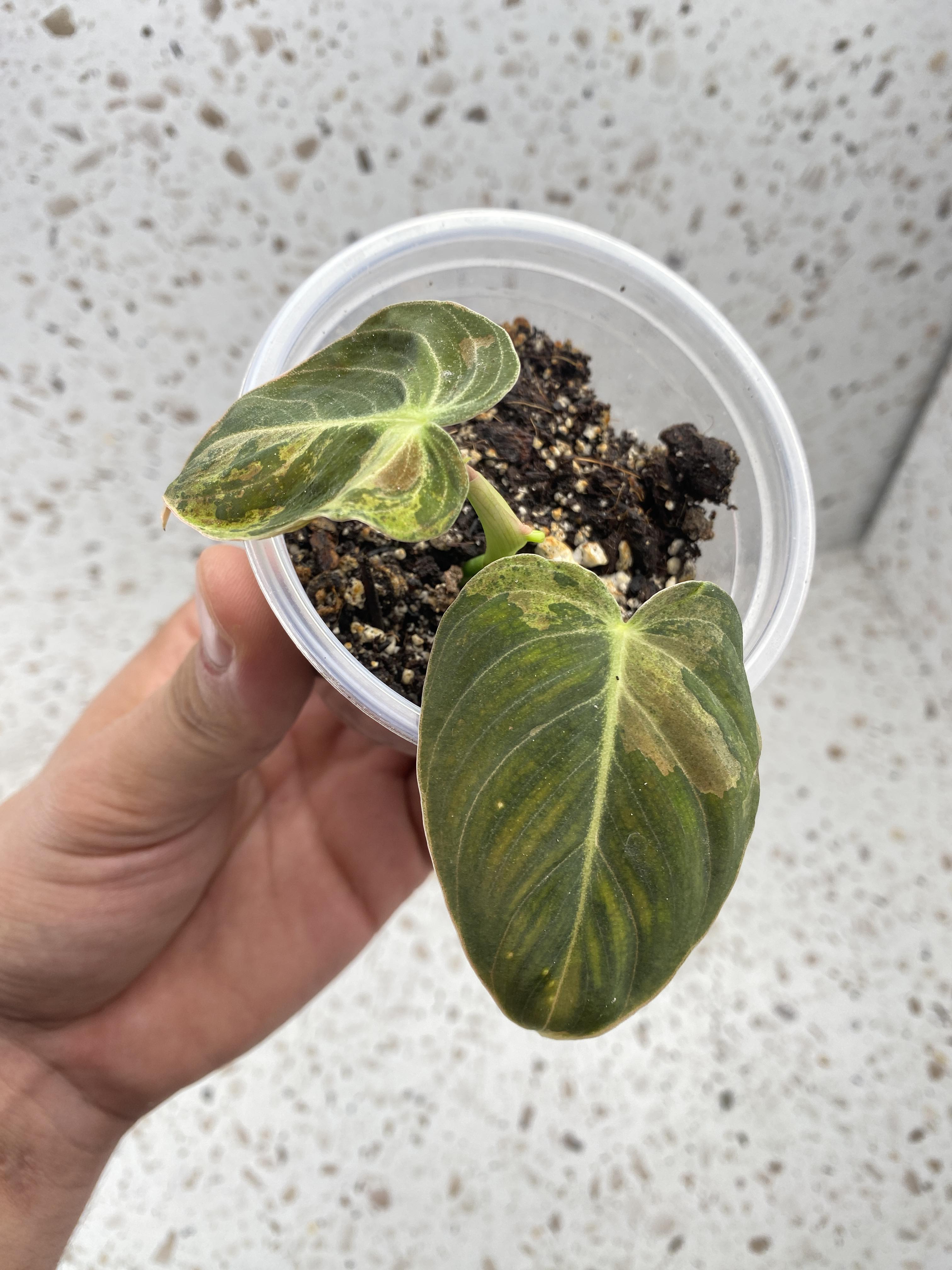 RESERVED Philodendron Melanochrysum Variegated for Emily