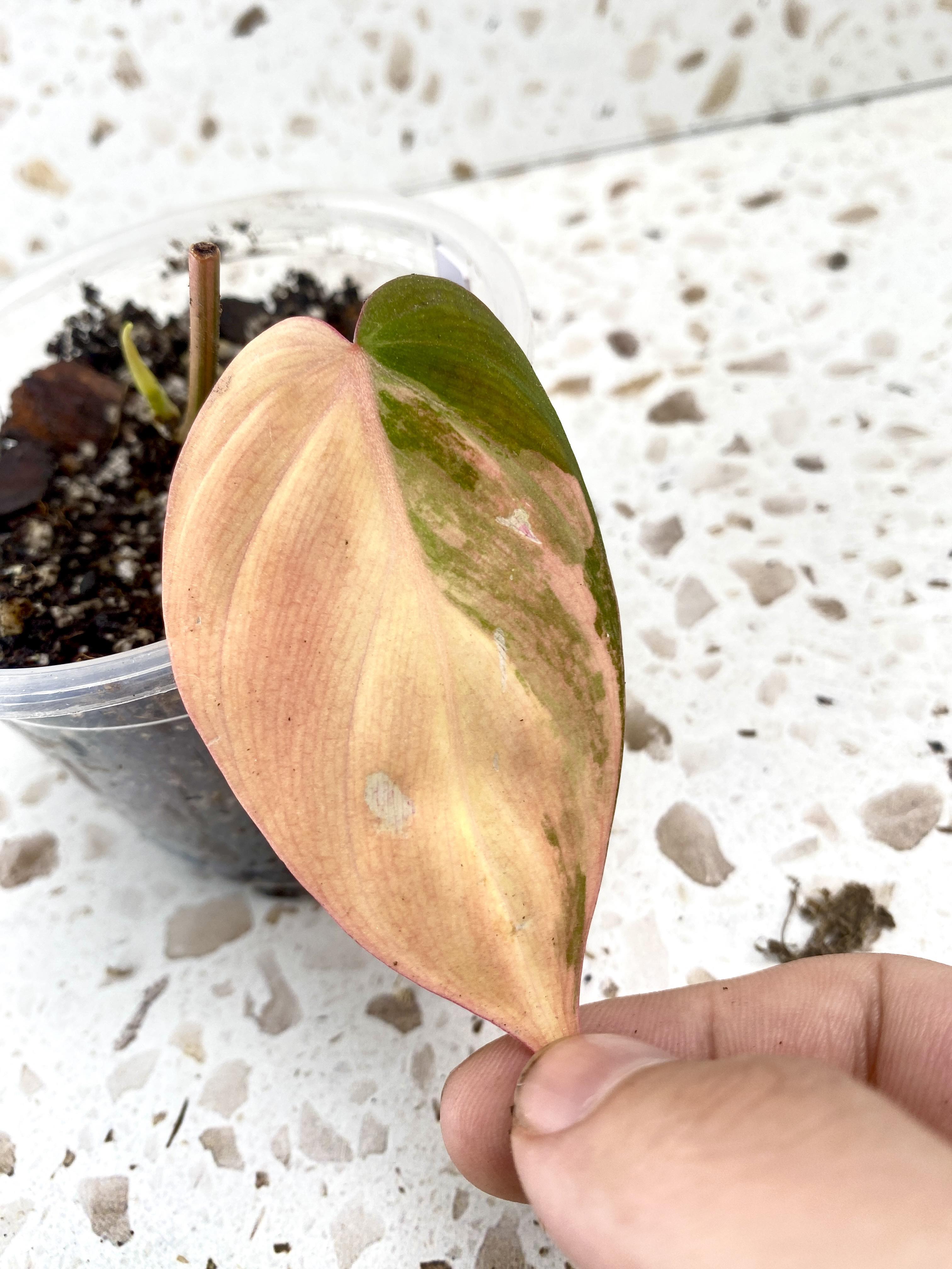 For Crista: Philodendron Micans Aurea variegated with pink hues 1 leaf 1 sprout
