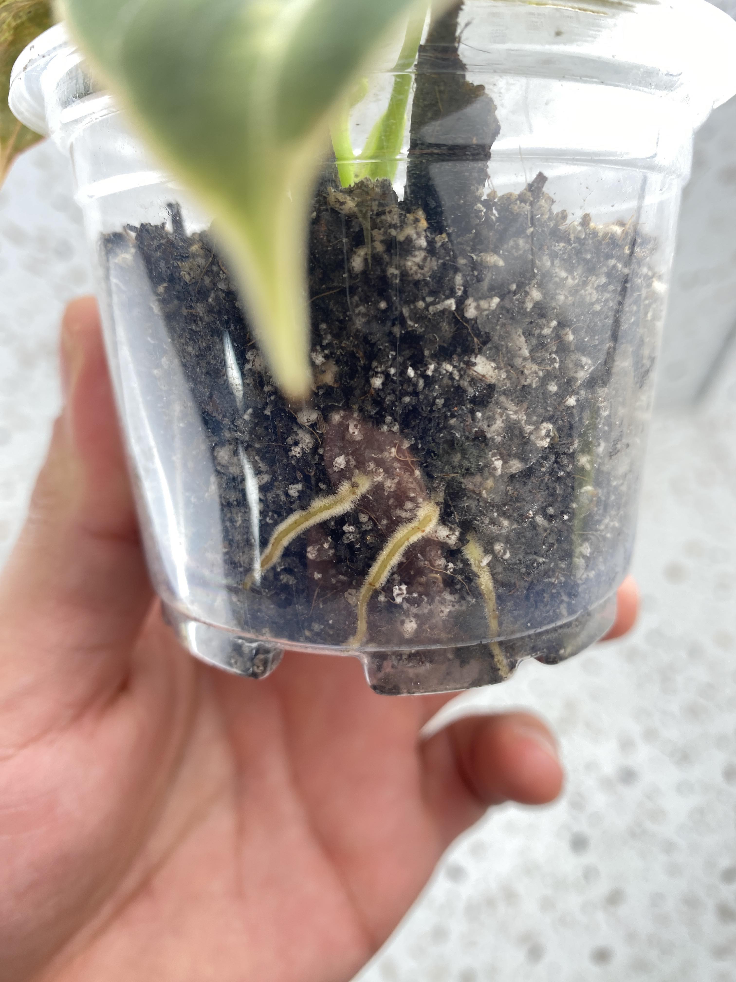 RESERVED Philodendron Melanochrysum Variegated for Emily