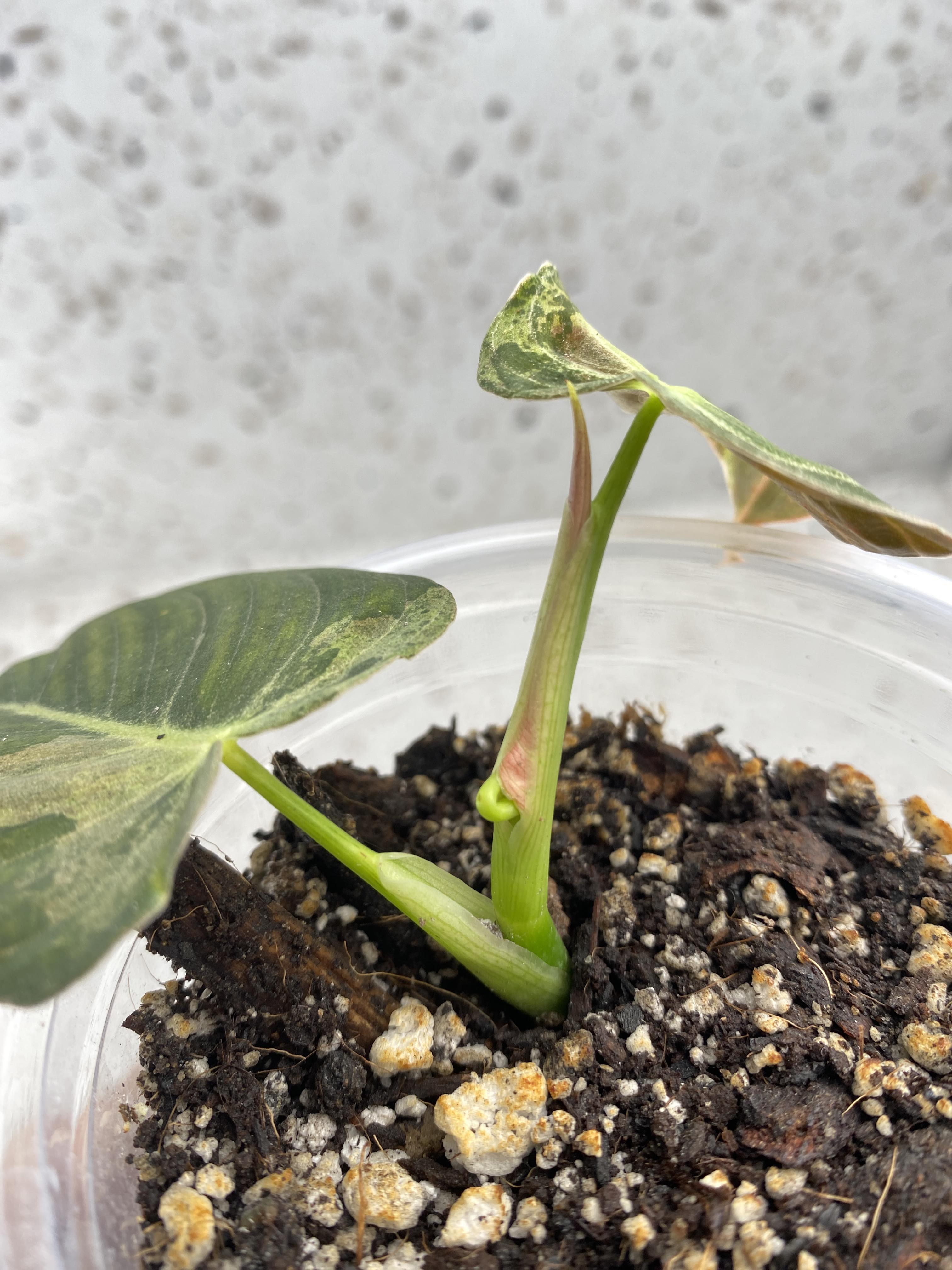 RESERVED Philodendron Melanochrysum Variegated for Emily