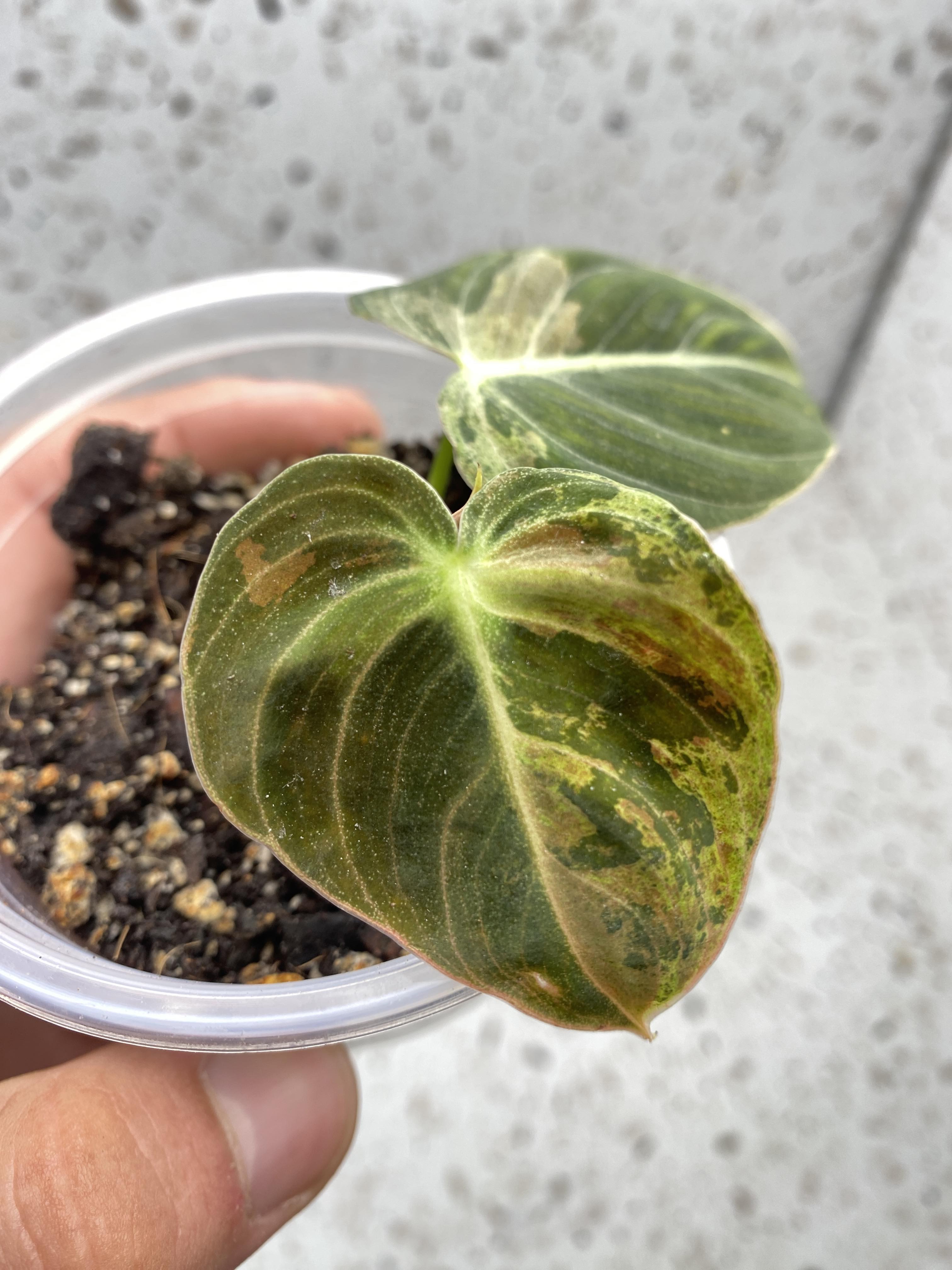 RESERVED Philodendron Melanochrysum Variegated for Emily