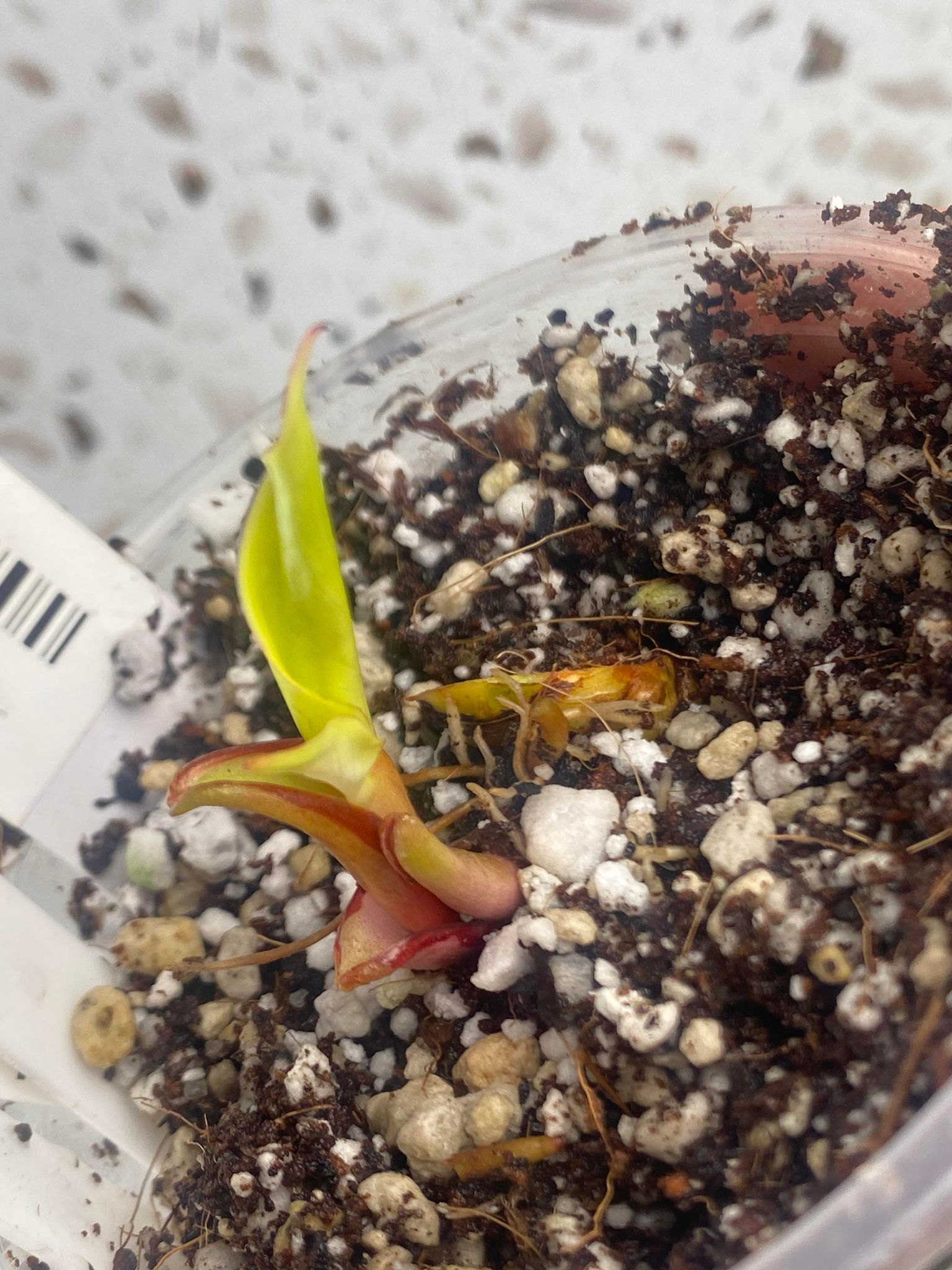RESERVED for Rachel: Philodendron Red Moon sprout