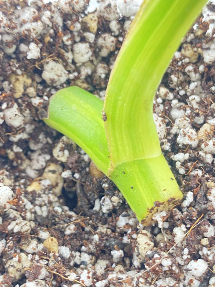 Monstera Aurea Tricolor for Kellington