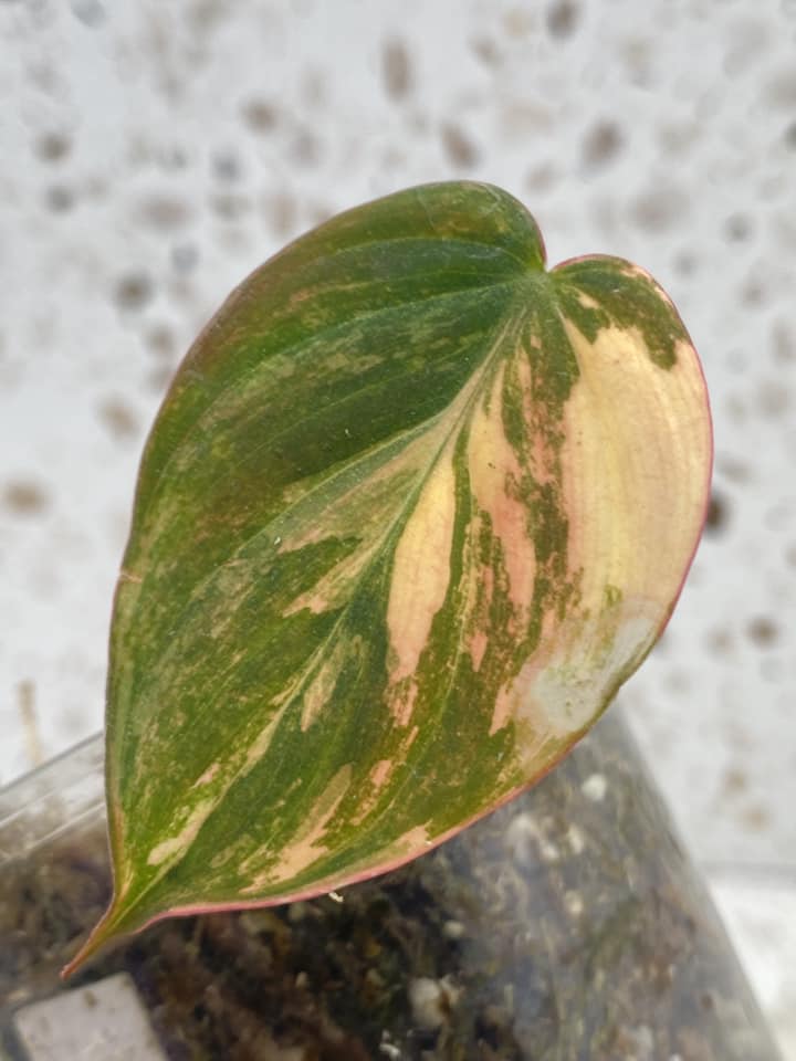 Philodendron Micans Variegated pink hue 1 leaf 2 nodes