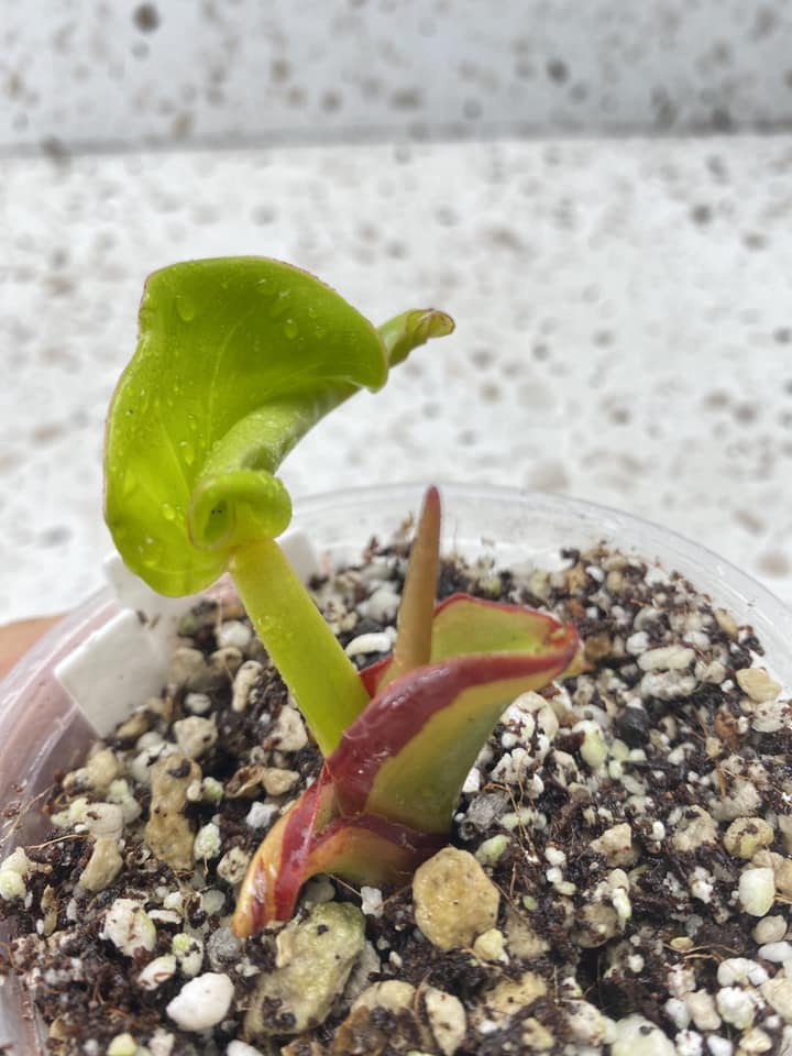Philodendron Red Moon 1 leaf 1 sprout