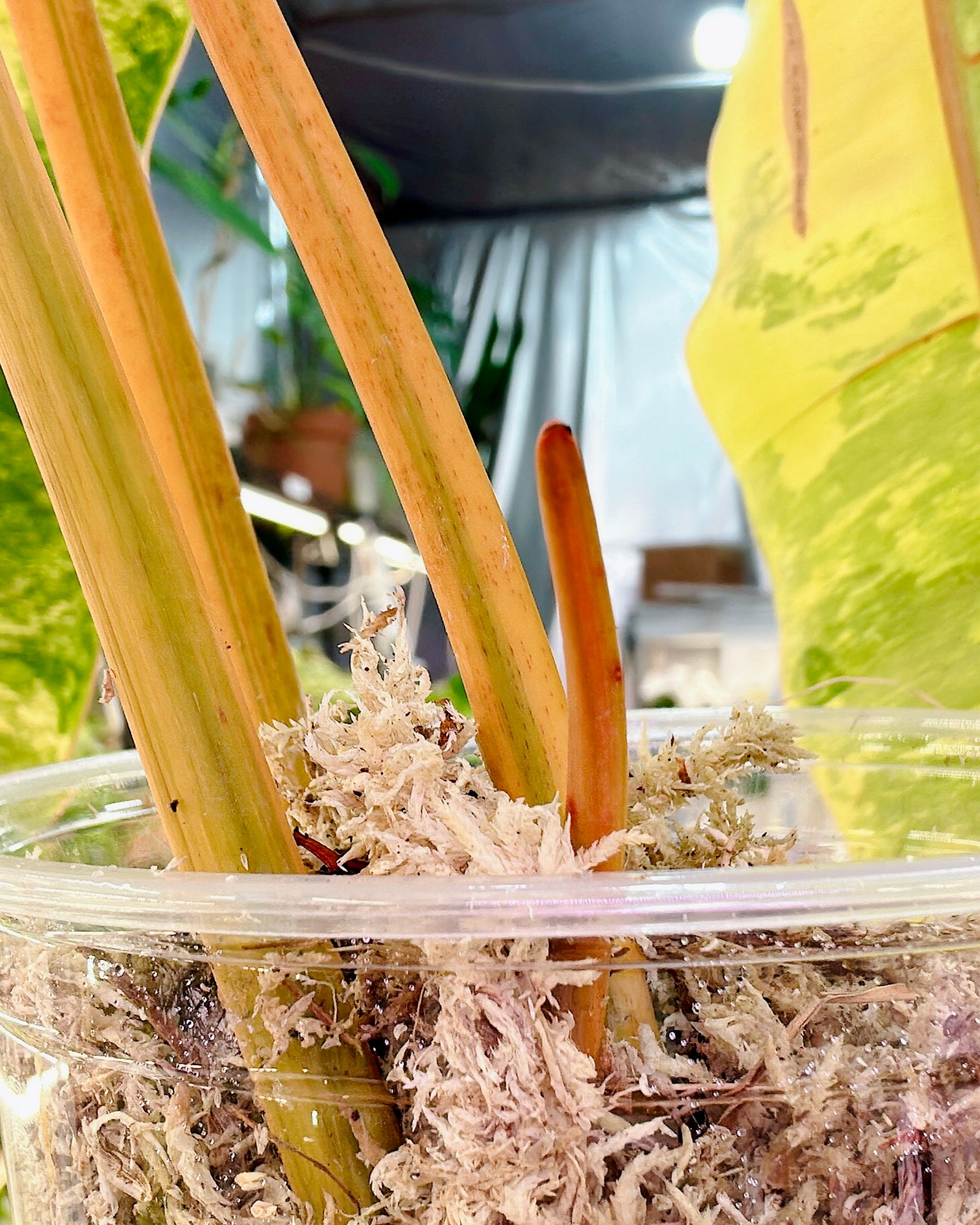 Philodendron Billietiae Variegated 3 big leaves 1 sprout Highly Variegated Top Cutting (rooting)