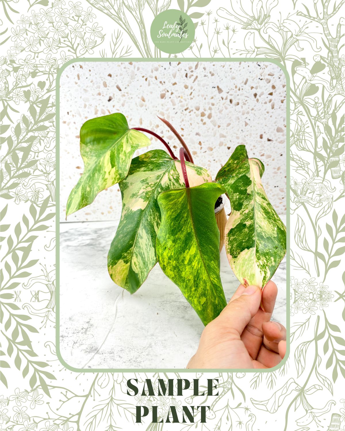 Philodendron Strawberry Shakes (5 plants)