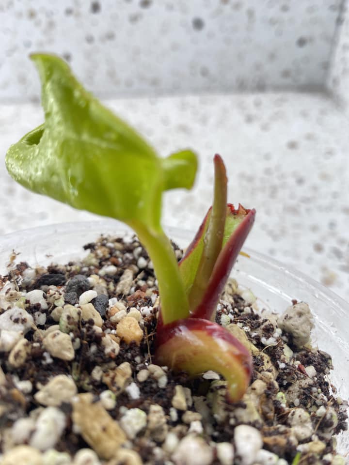 Philodendron Red Moon 1 leaf 1 sprout