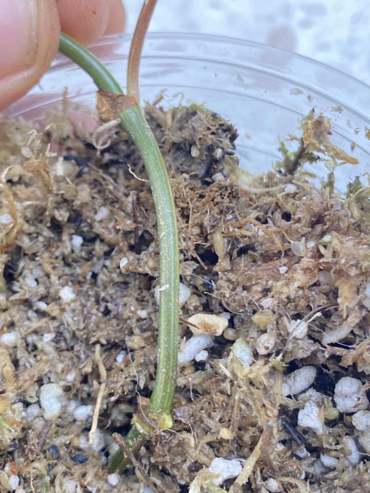 Philodendron Micans Variegated pink hue 1 leaf 2 nodes