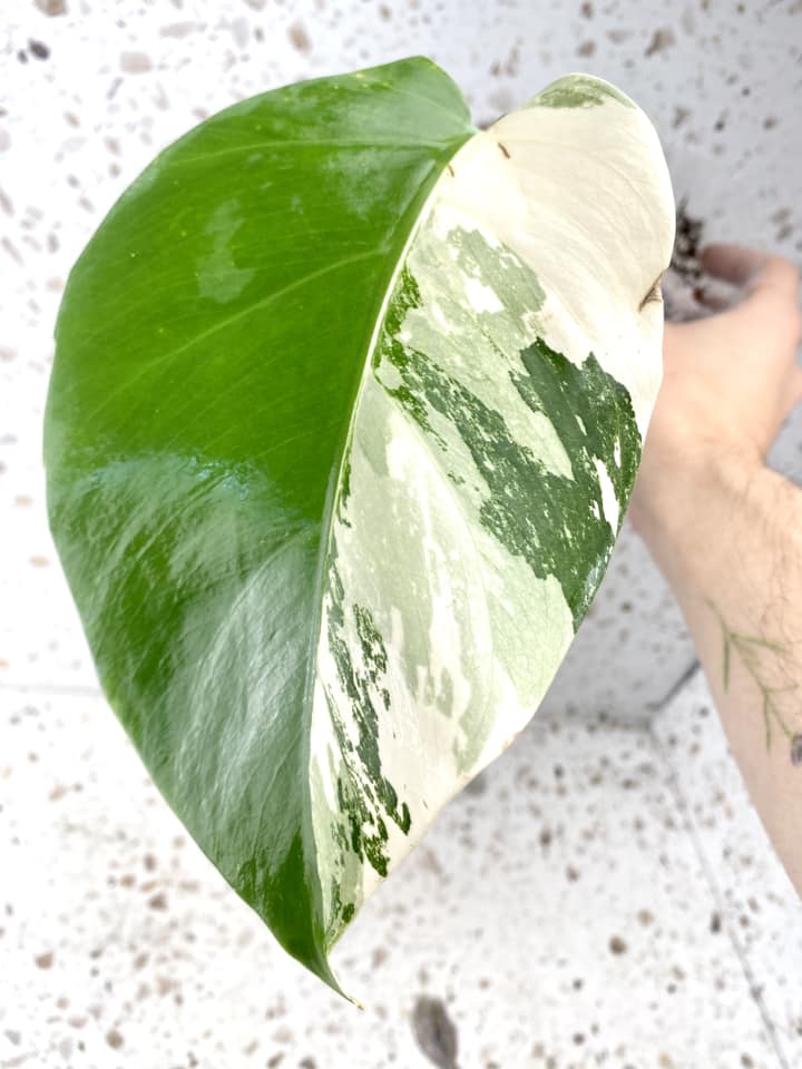 RESERVED For Kellington: Monstera Albo White Tiger giveaway claim