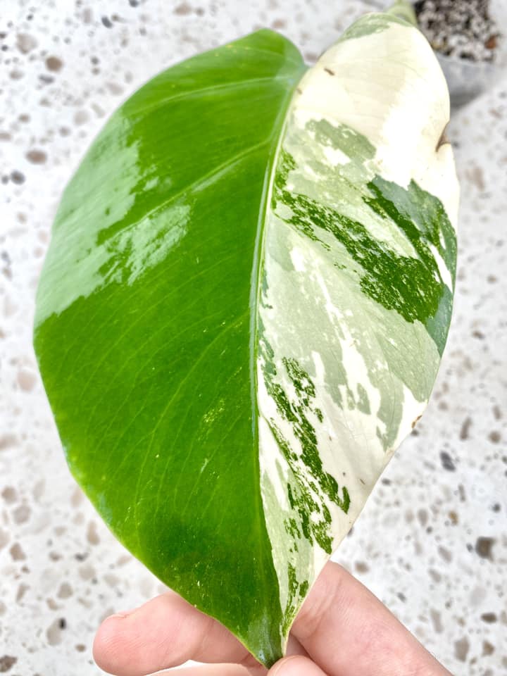 RESERVED For Kellington: Monstera Albo White Tiger giveaway claim