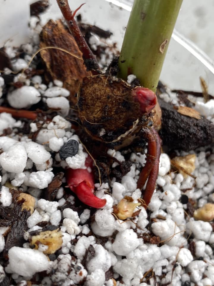 Philodendron Prince of Orange Variegated node with 2 sprouts for Jess