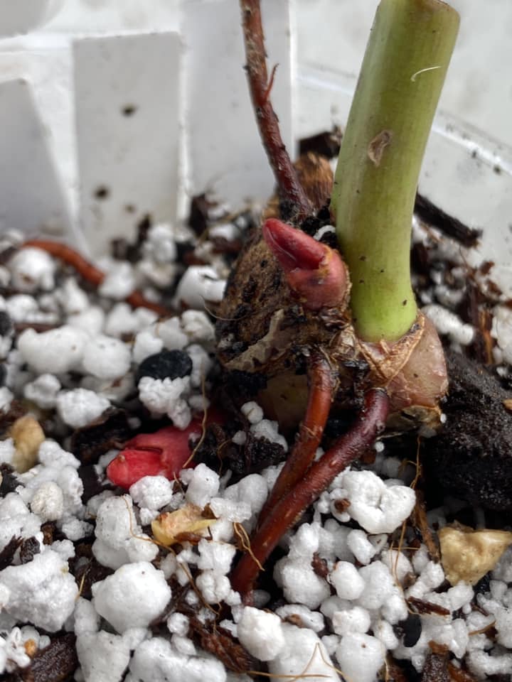Philodendron Prince of Orange Variegated node with 2 sprouts for Jess
