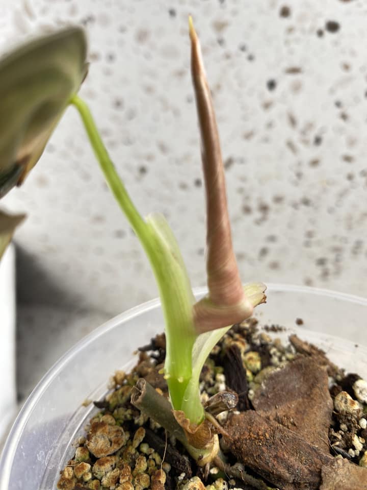 Philodendron Melanochrysum variegated 1 leaf 1 unfurling